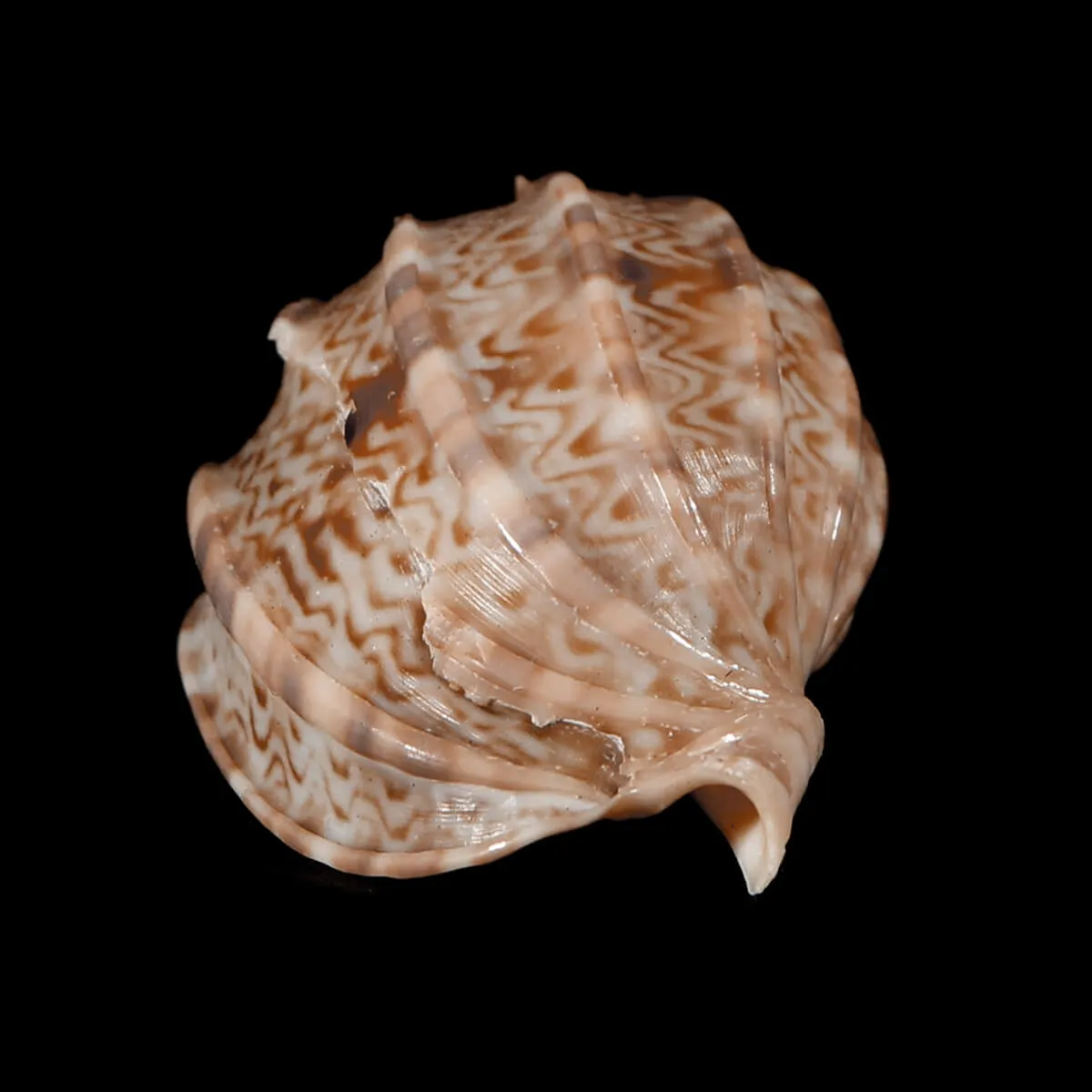 Harpa Kajiyamai