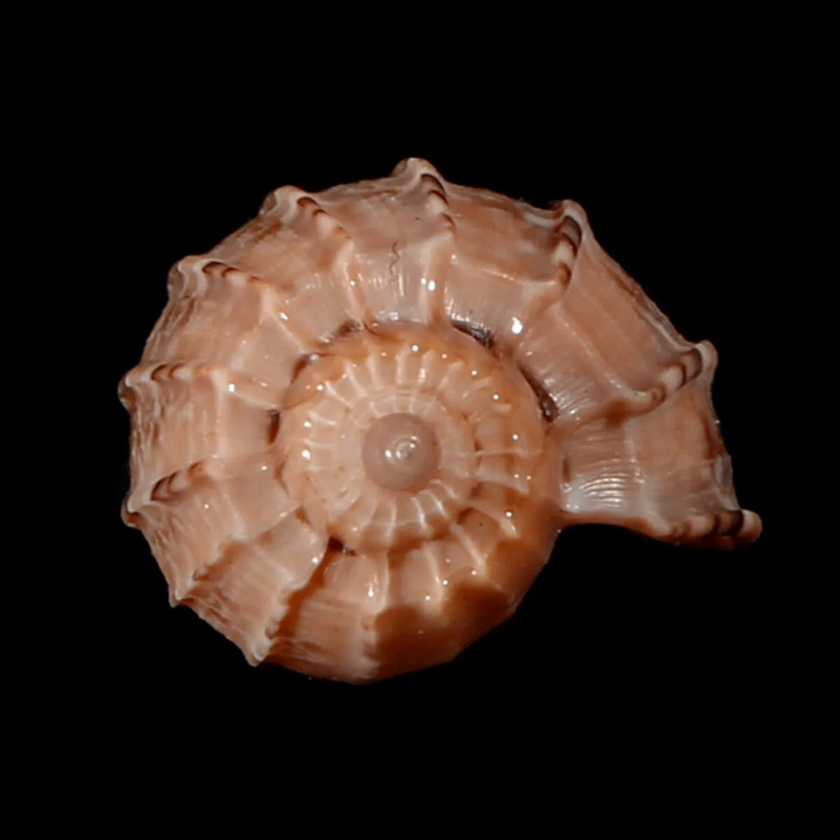 Harpa Kajiyamai