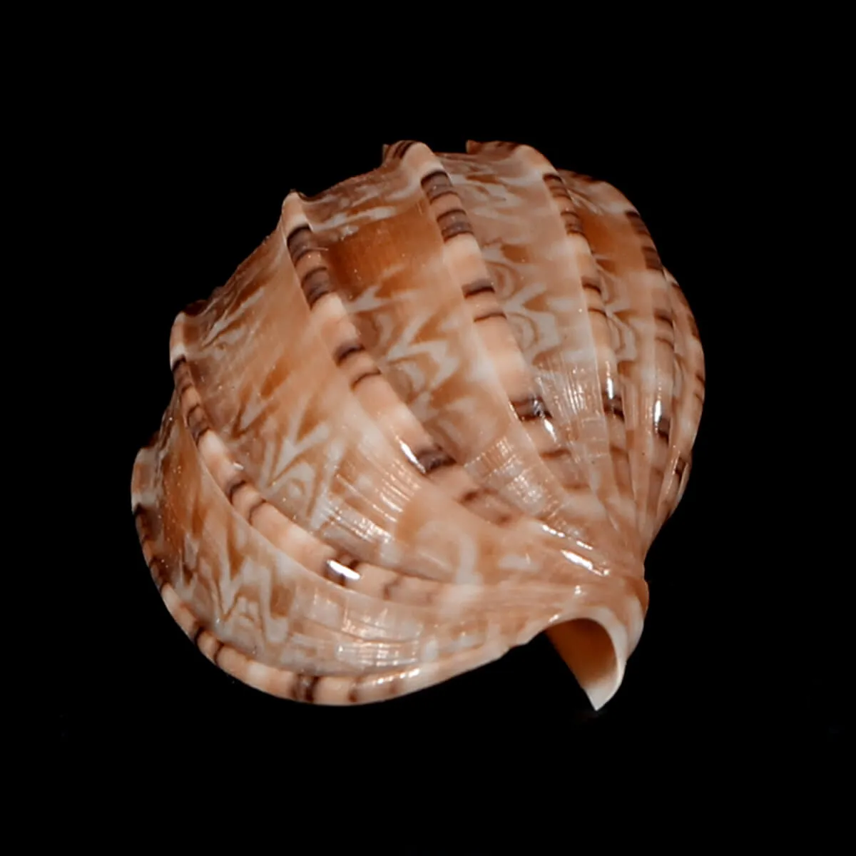 Harpa Kajiyamai