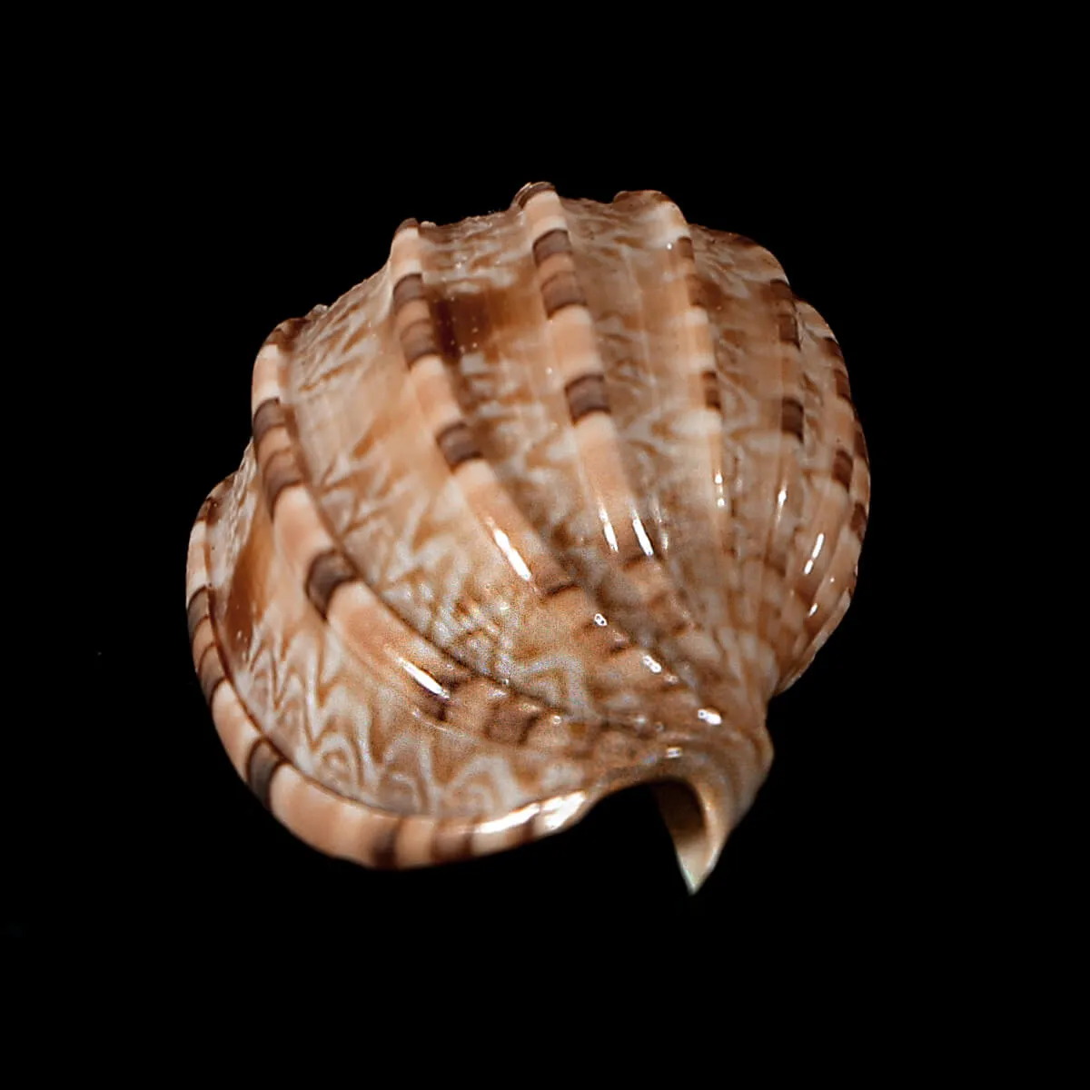 Harpa Kajiyamai