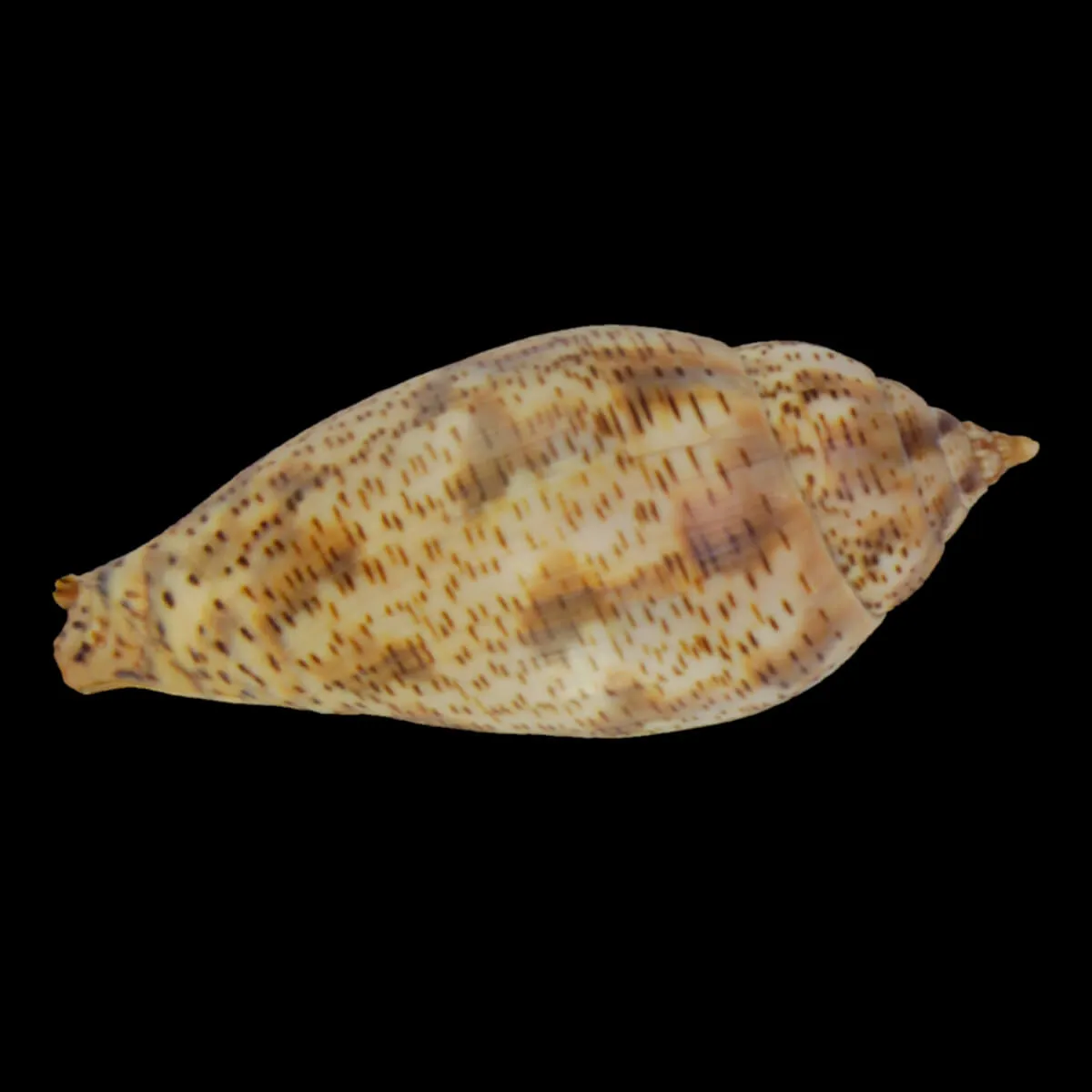 Harpulina Lapponica