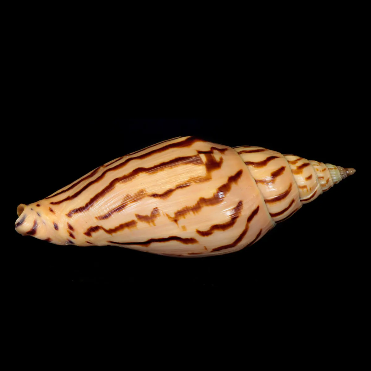 Harpulina Lapponica Loroisi