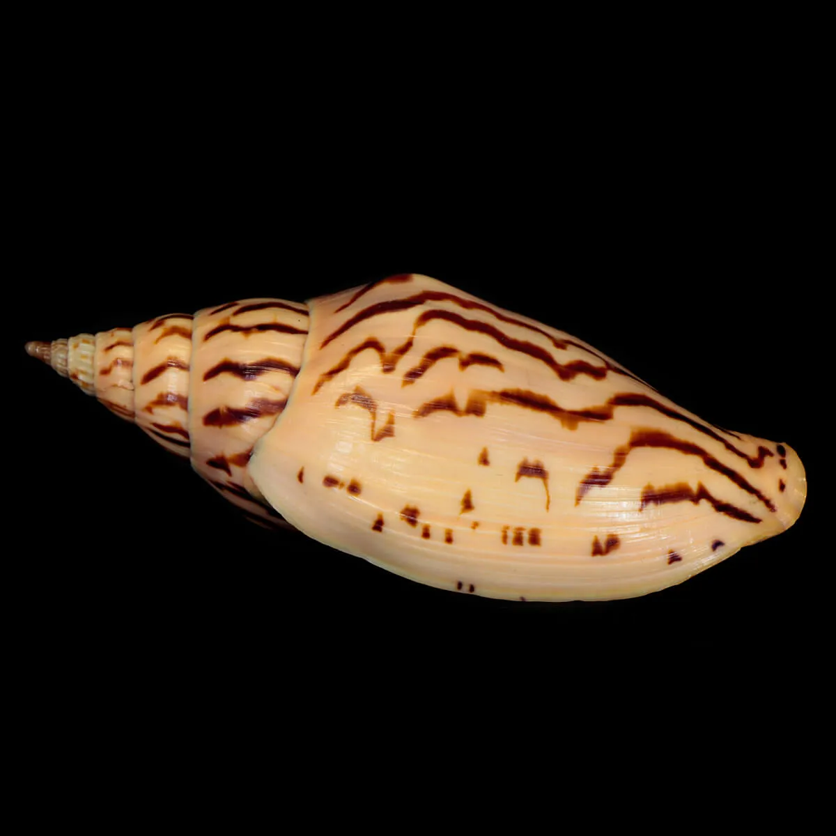 Harpulina Lapponica Loroisi