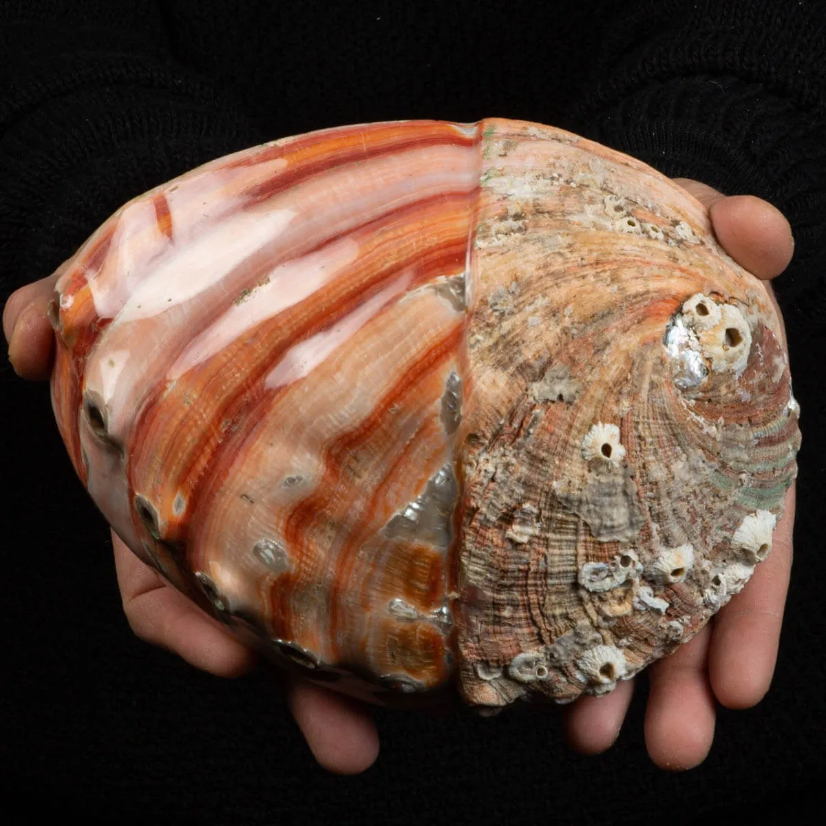 Conchiglia di Abalone rosso: Haliotis Rufescens "Swainson, 1822"