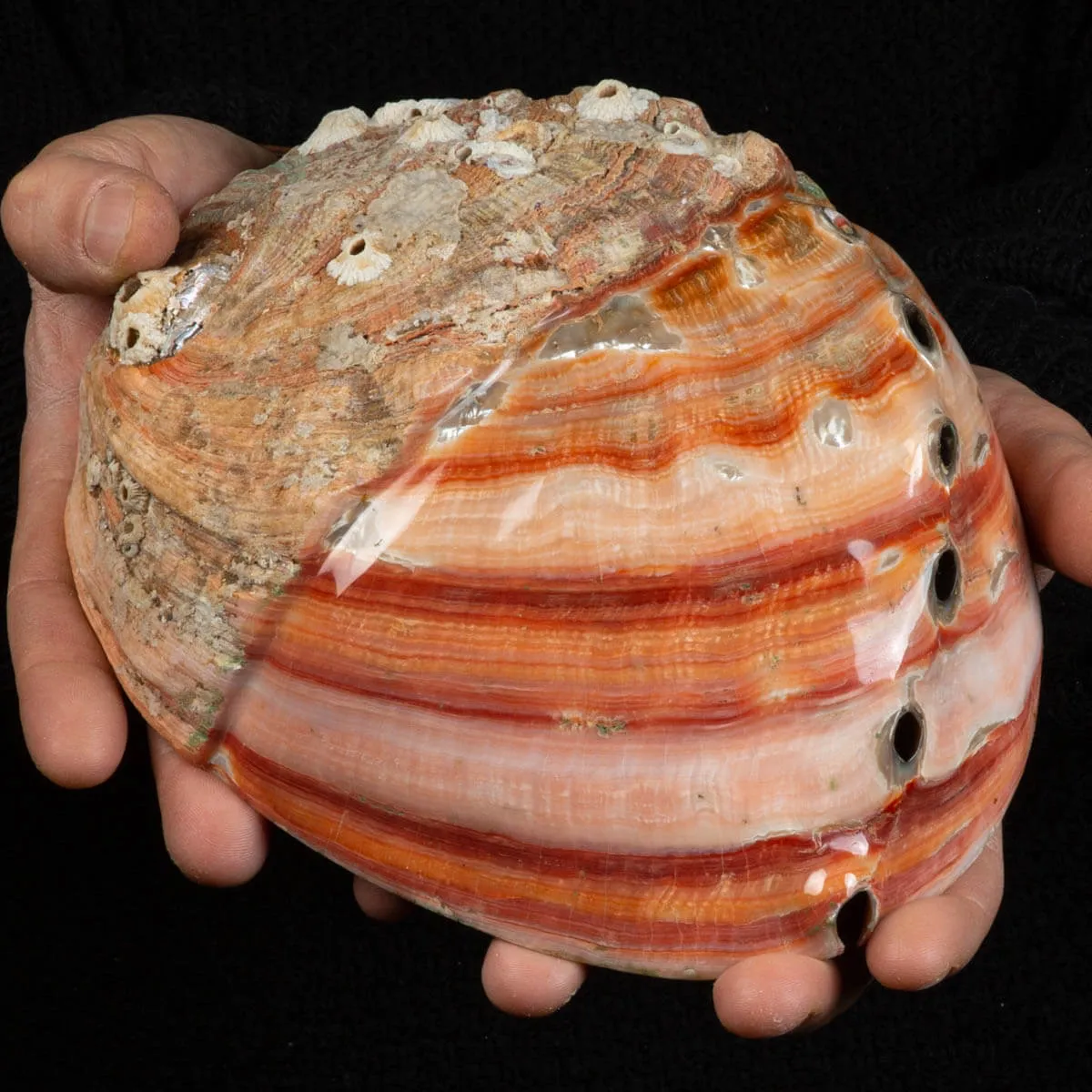 Conchiglia di Abalone rosso: Haliotis Rufescens "Swainson, 1822"