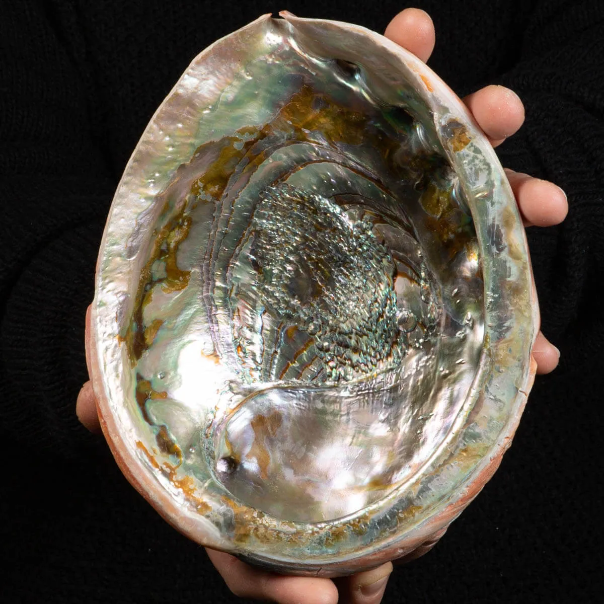 Conchiglia di Abalone rosso: Haliotis Rufescens "Swainson, 1822"