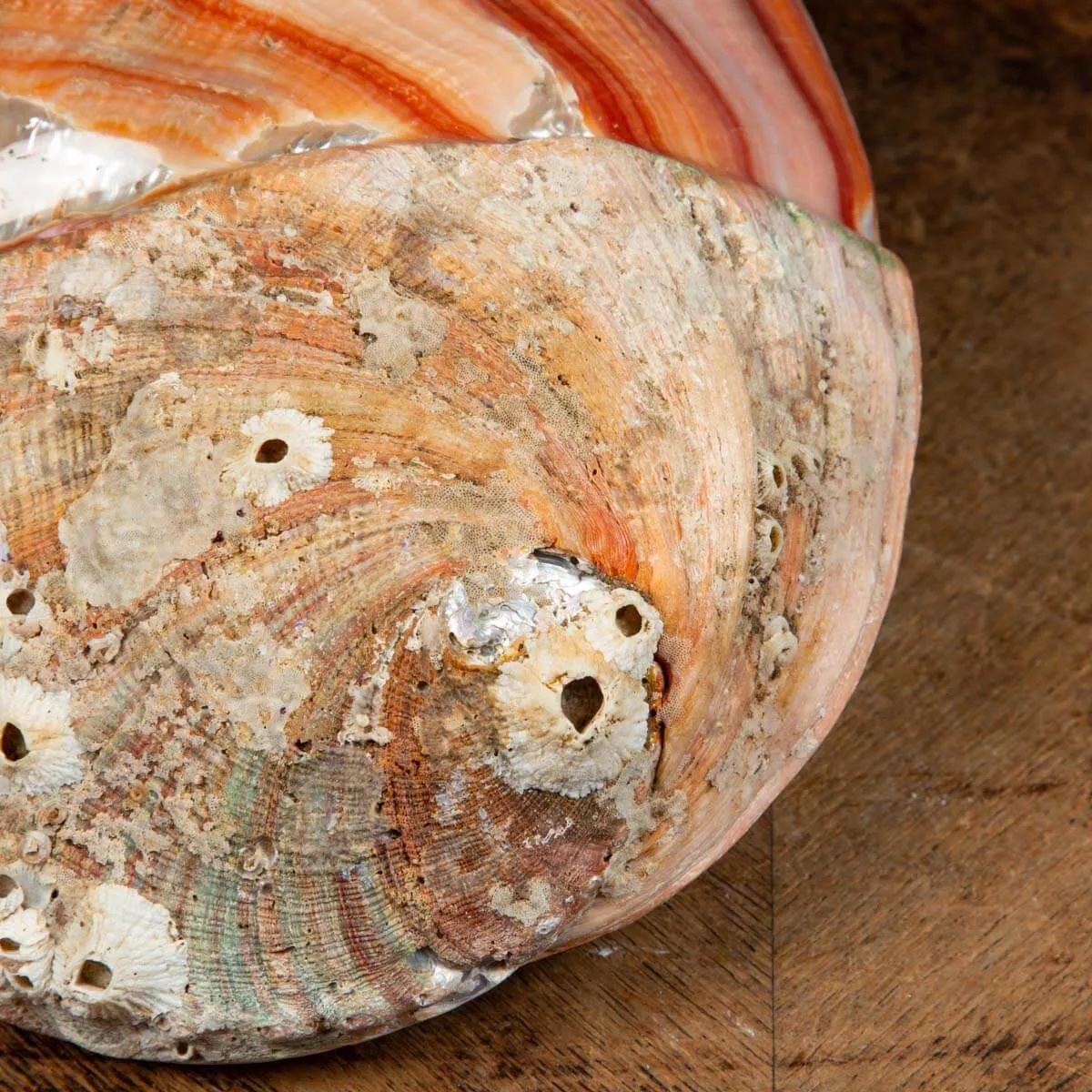 Conchiglia di Abalone rosso: Haliotis Rufescens "Swainson, 1822"