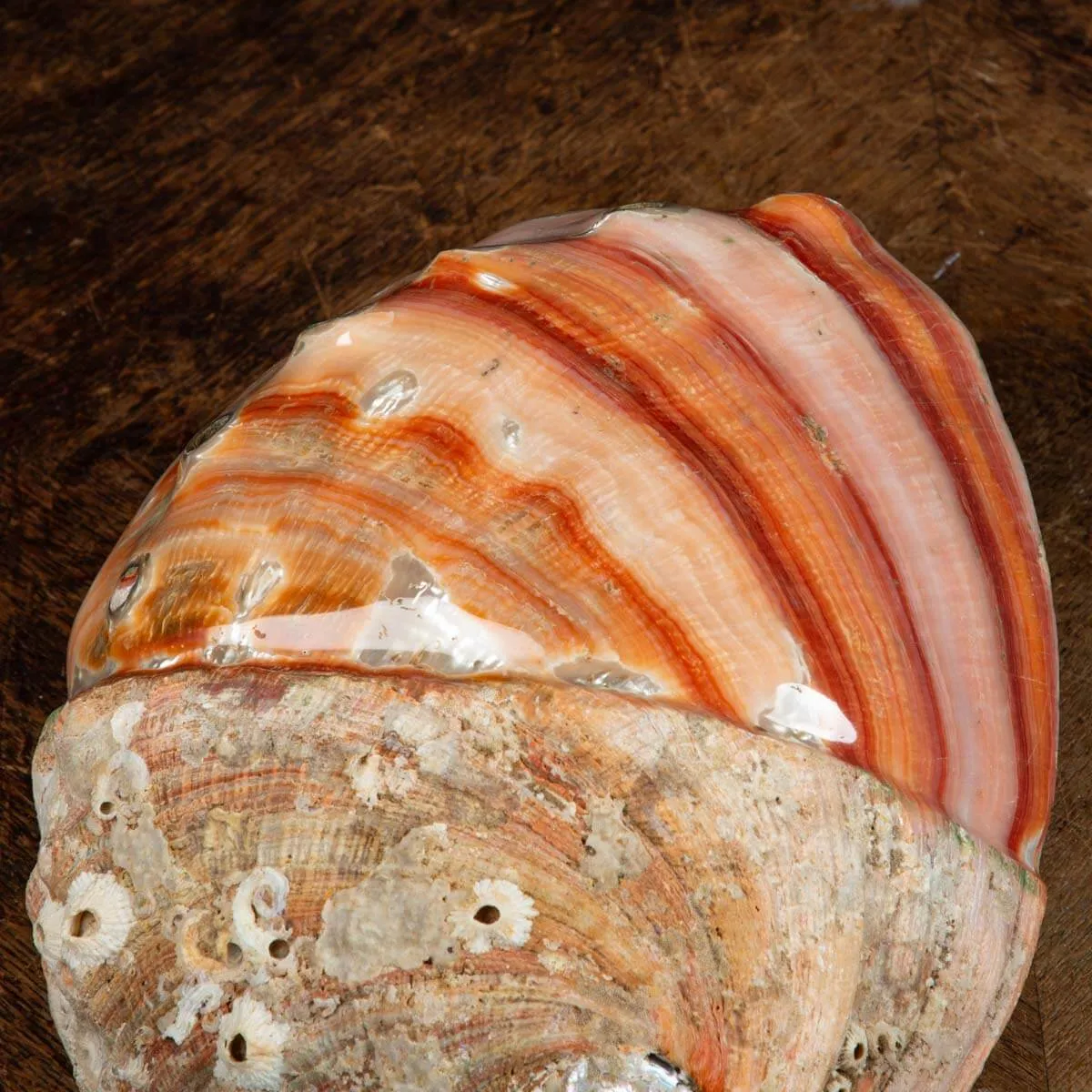 Conchiglia di Abalone rosso: Haliotis Rufescens "Swainson, 1822"