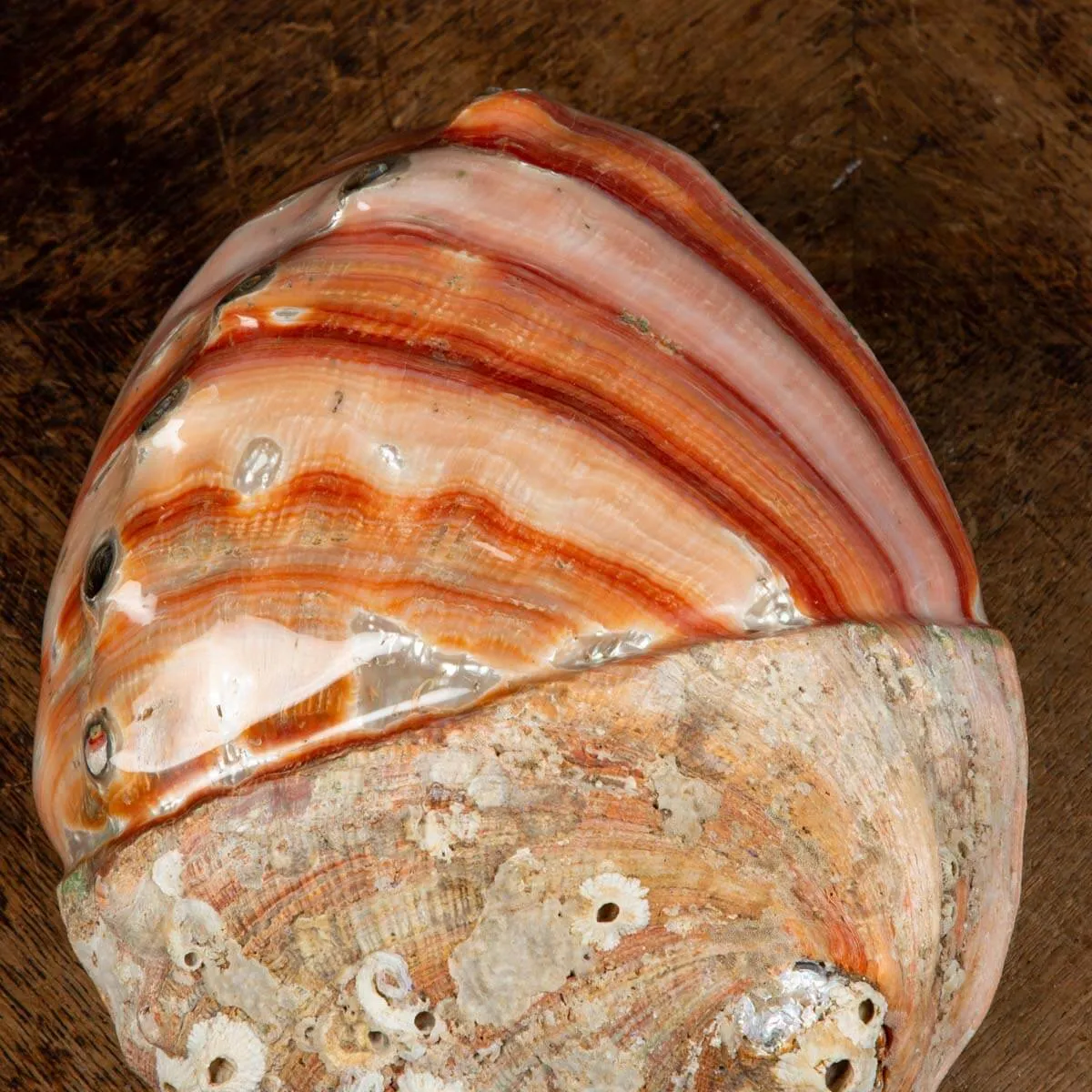 Conchiglia di Abalone rosso: Haliotis Rufescens "Swainson, 1822"