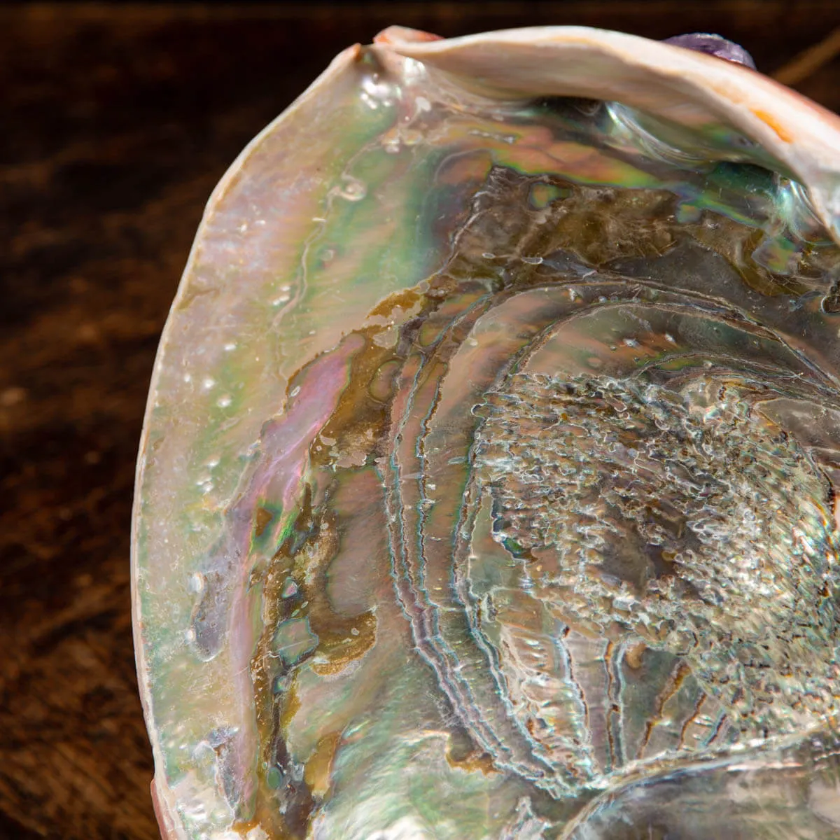 Conchiglia di Abalone rosso: Haliotis Rufescens "Swainson, 1822"