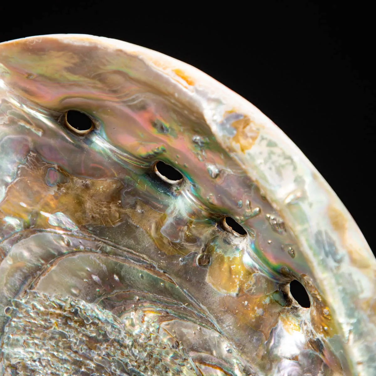 Conchiglia di Abalone rosso: Haliotis Rufescens "Swainson, 1822"