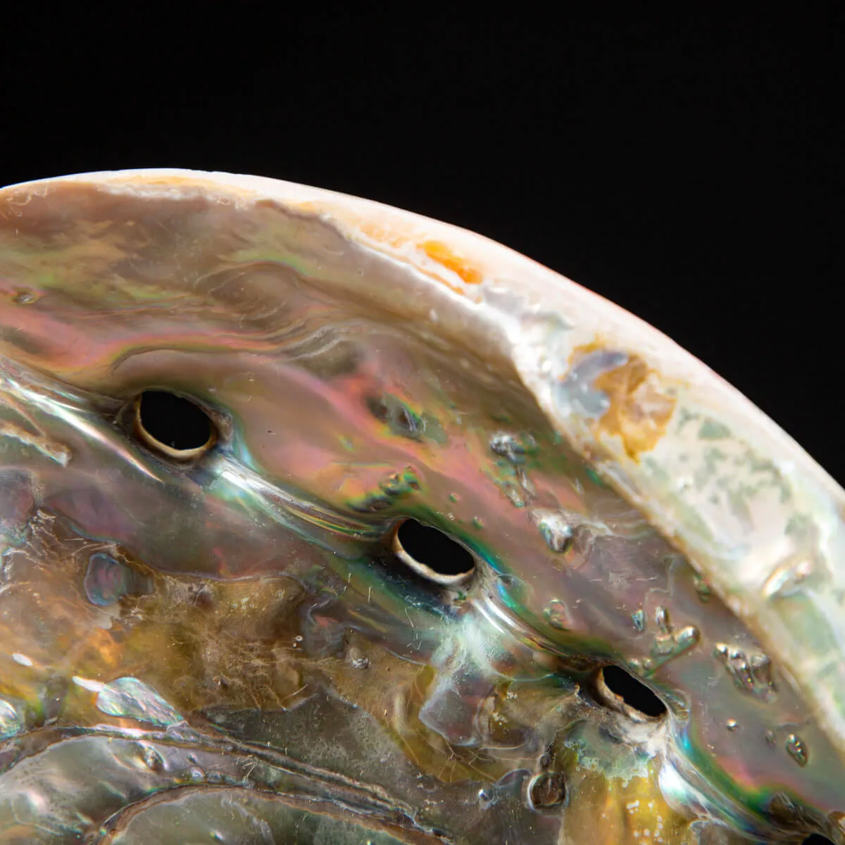 Conchiglia di Abalone rosso: Haliotis Rufescens "Swainson, 1822"