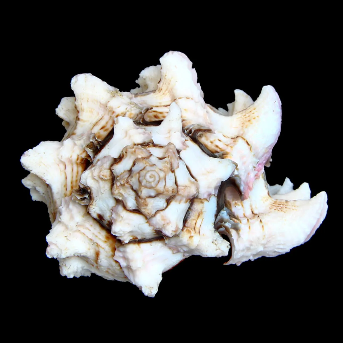 Hexaplex Regius