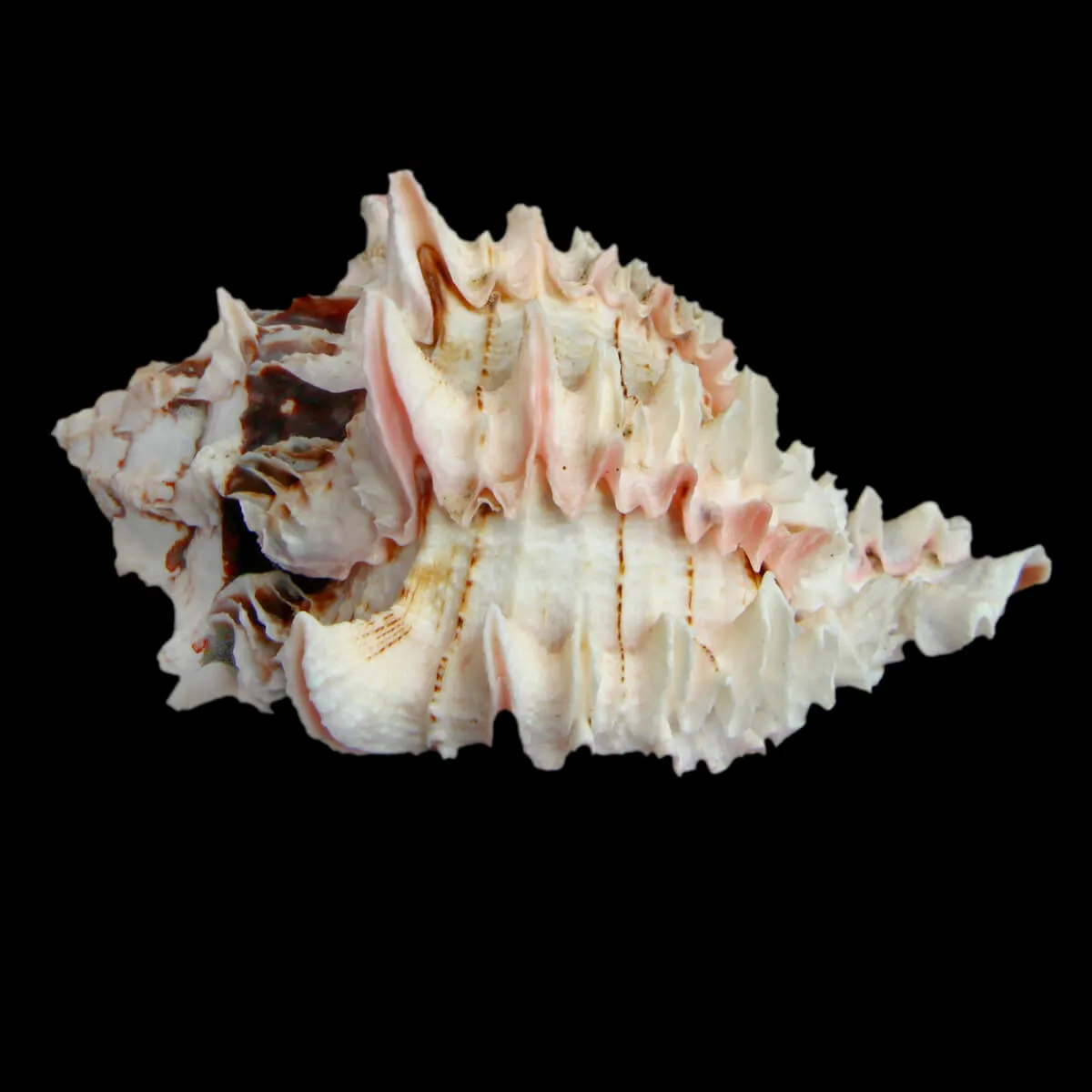 Hexaplex Regius
