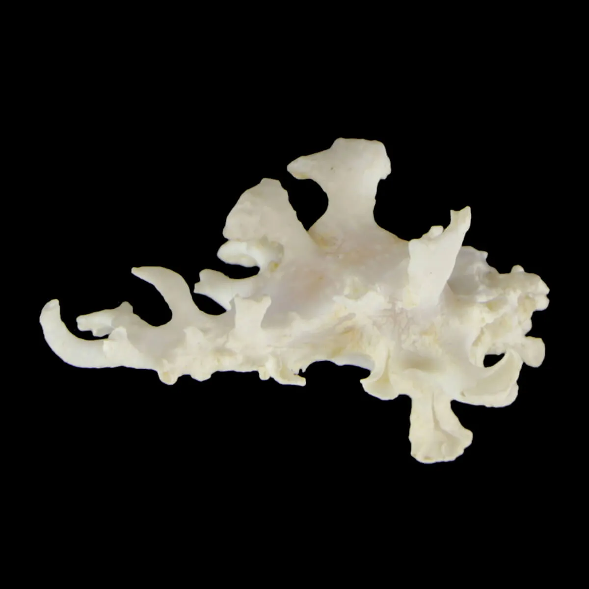 Homalocantha Zamboi