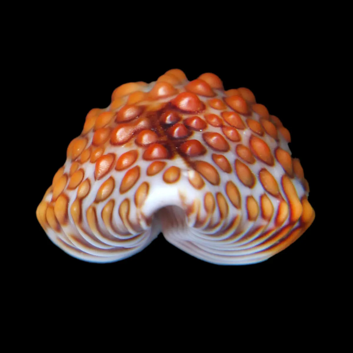 Jenneria Pustulata