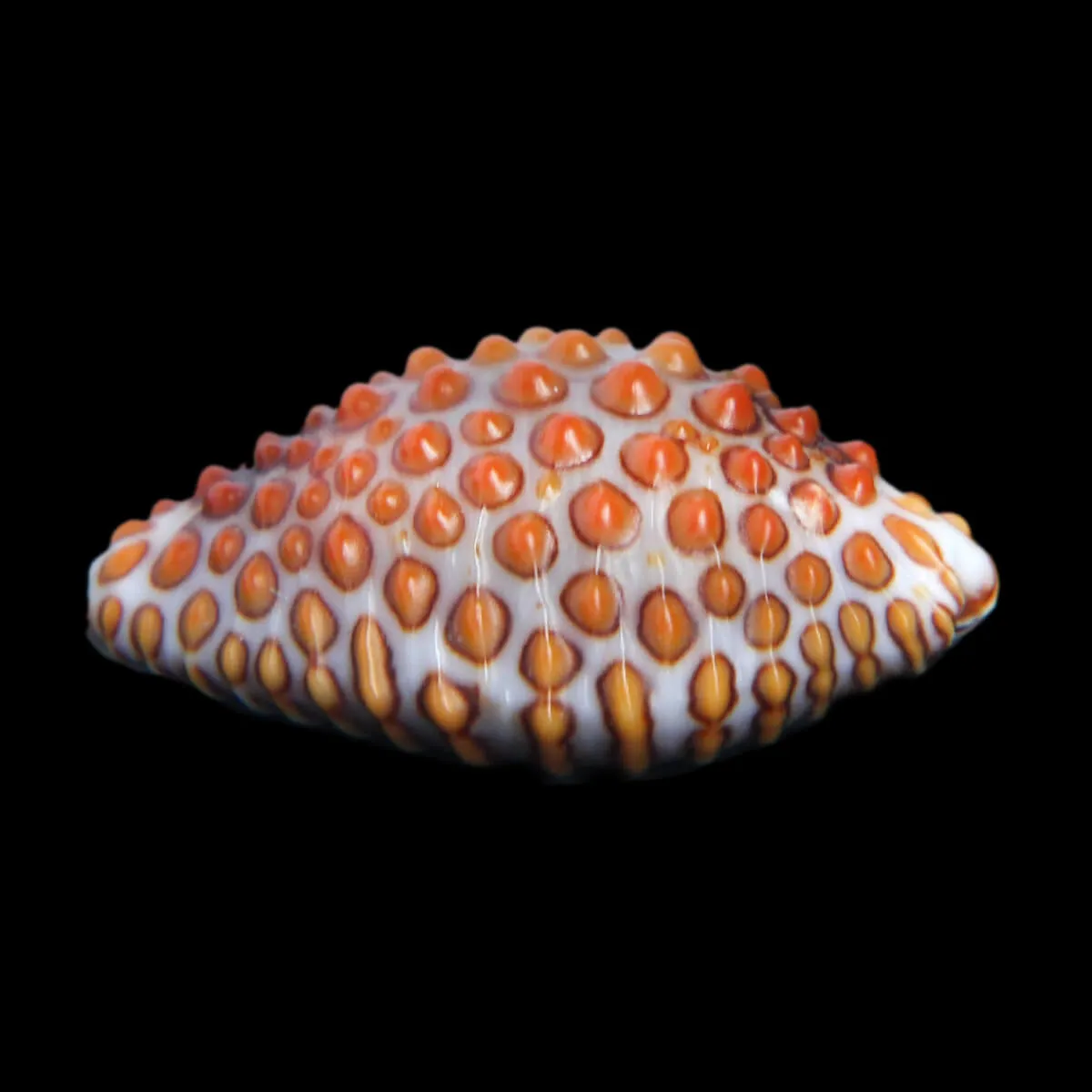 Jenneria Pustulata