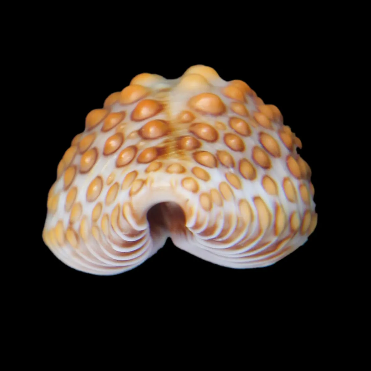 Jenneria Pustulata