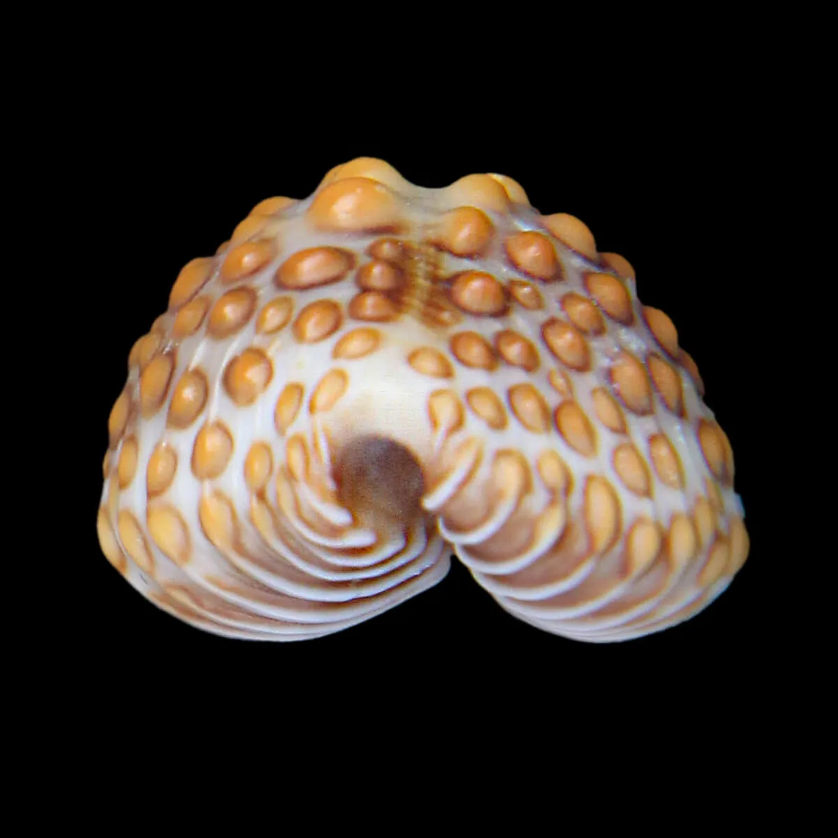 Jenneria Pustulata