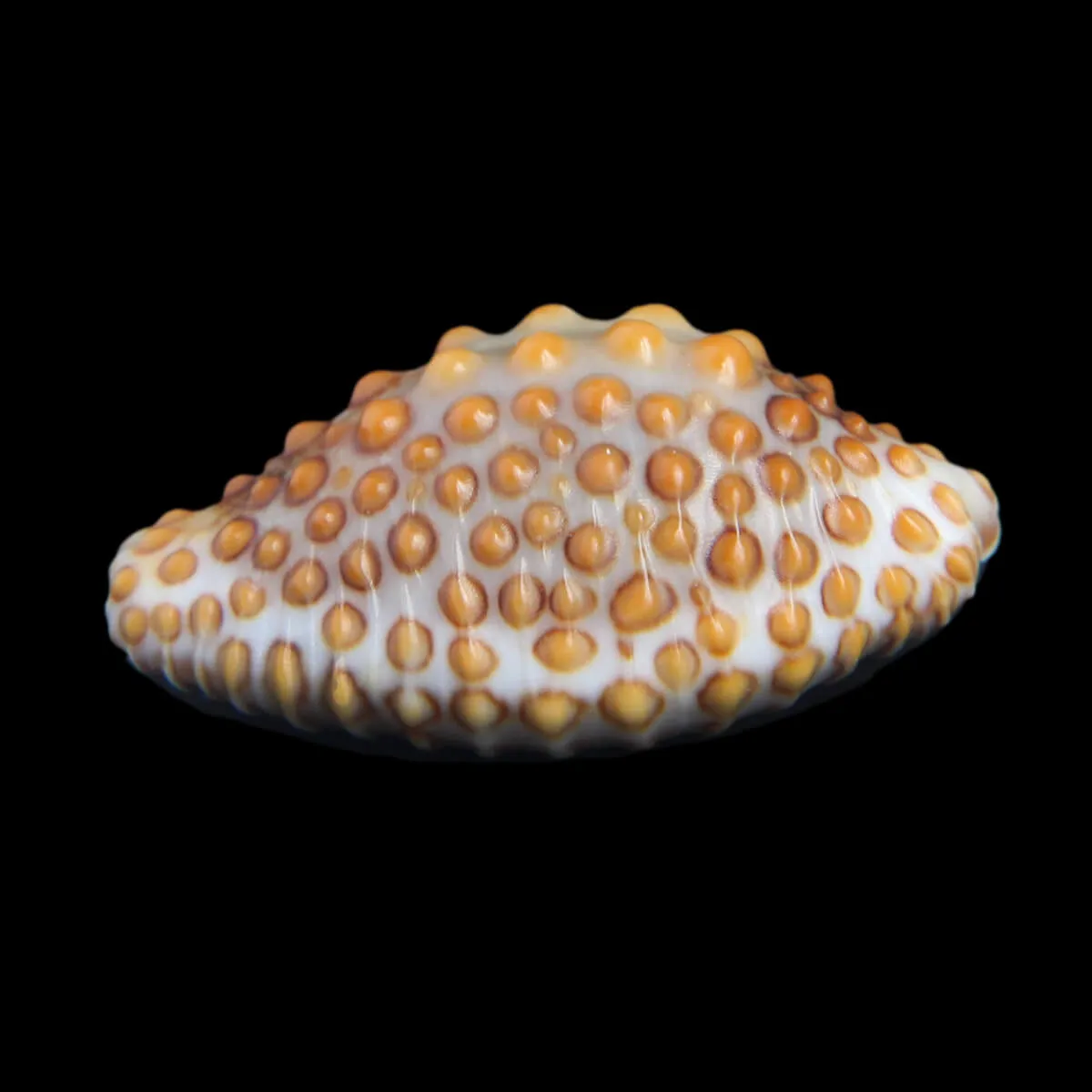 Jenneria Pustulata