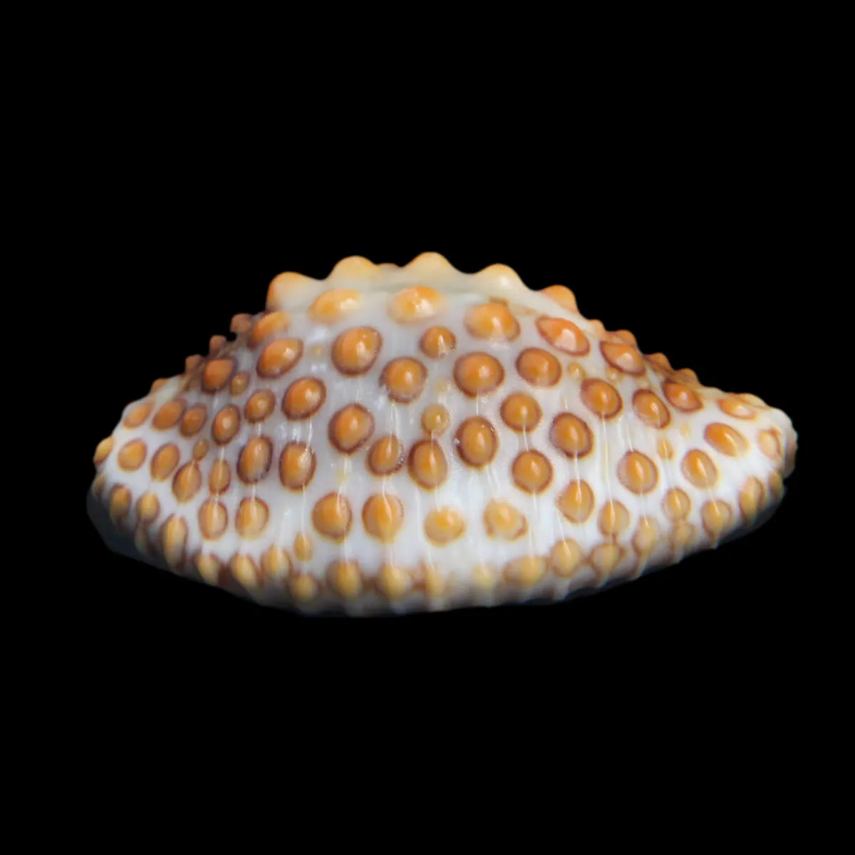 Jenneria Pustulata