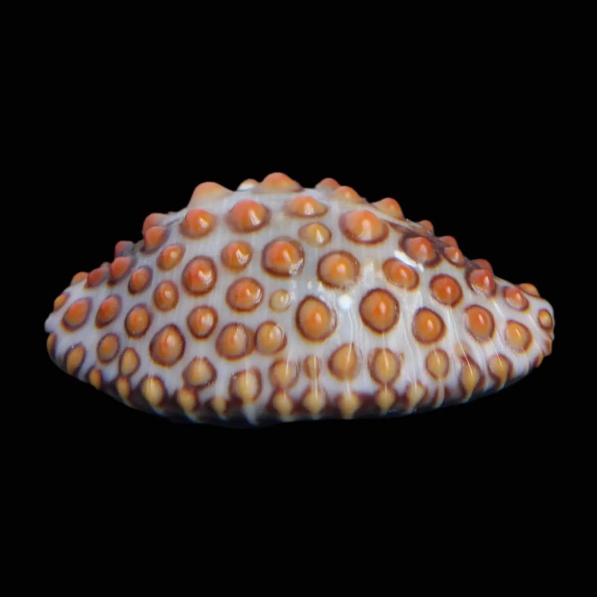 Jenneria Pustulata