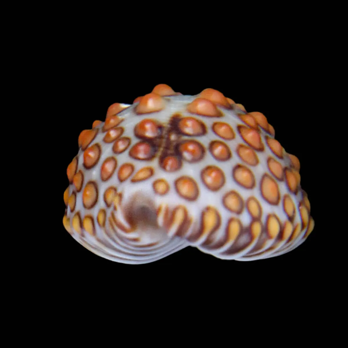 Jenneria Pustulata