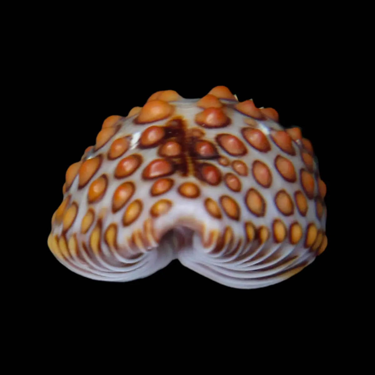 Jenneria Pustulata