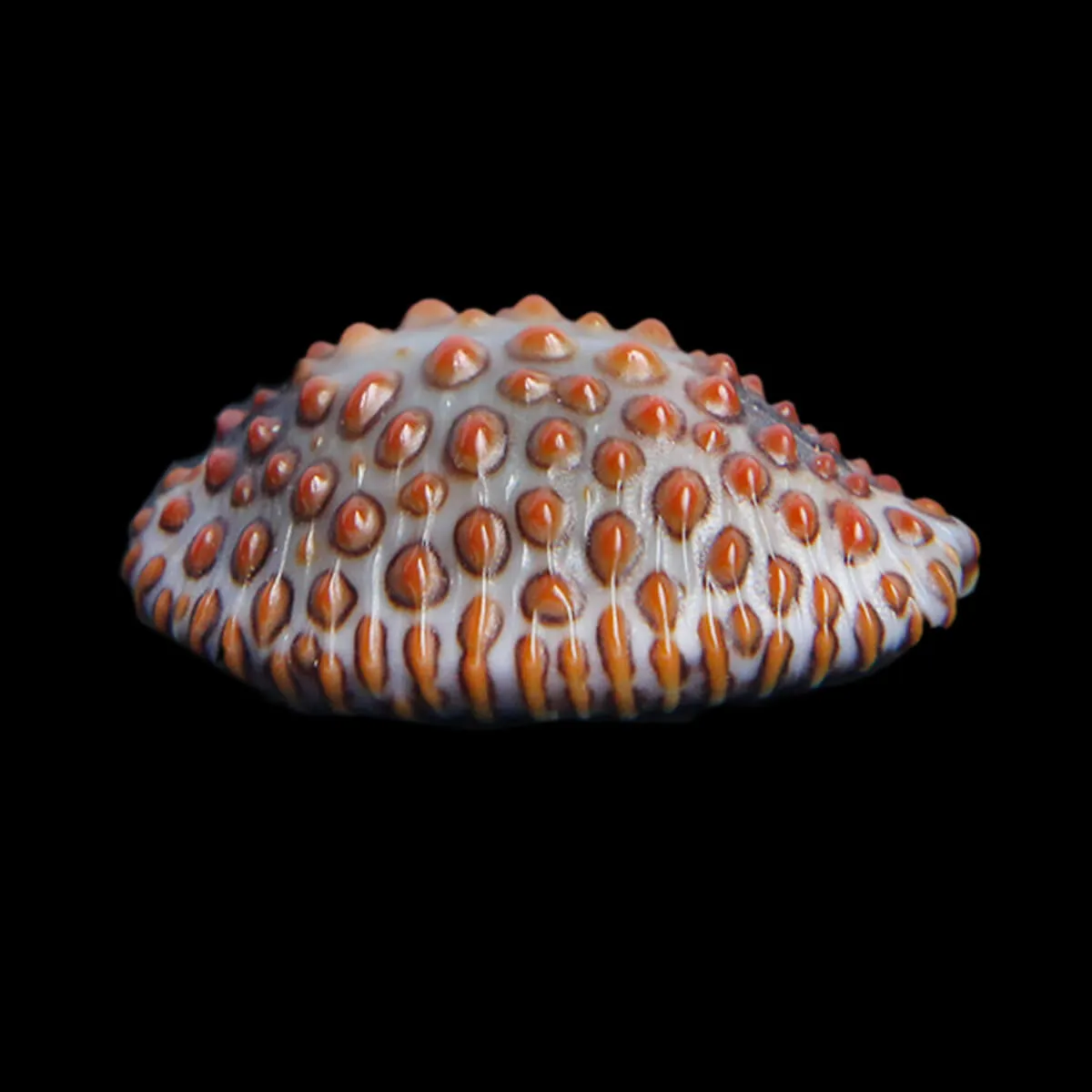 Jenneria Pustulata