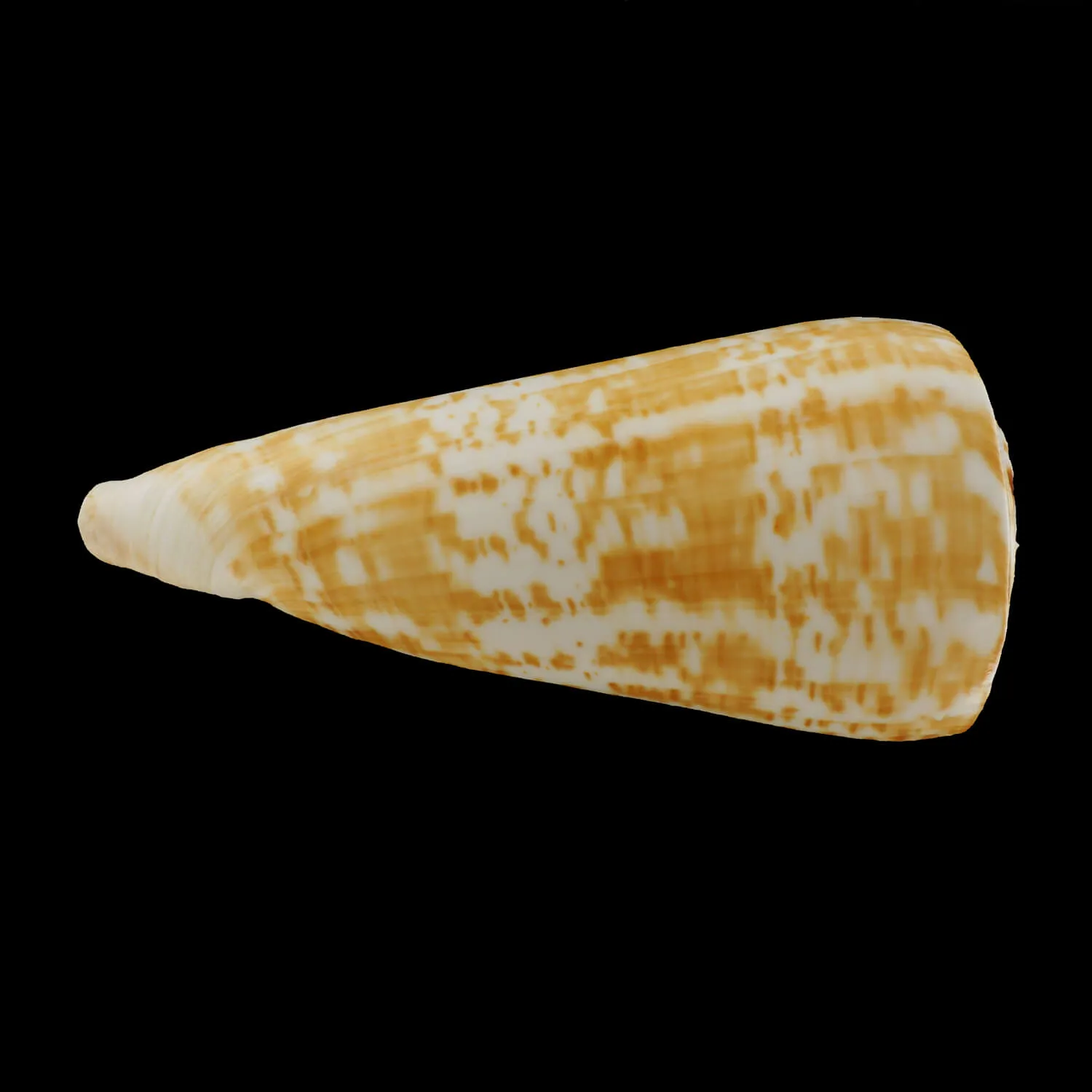 Conus Pulcher