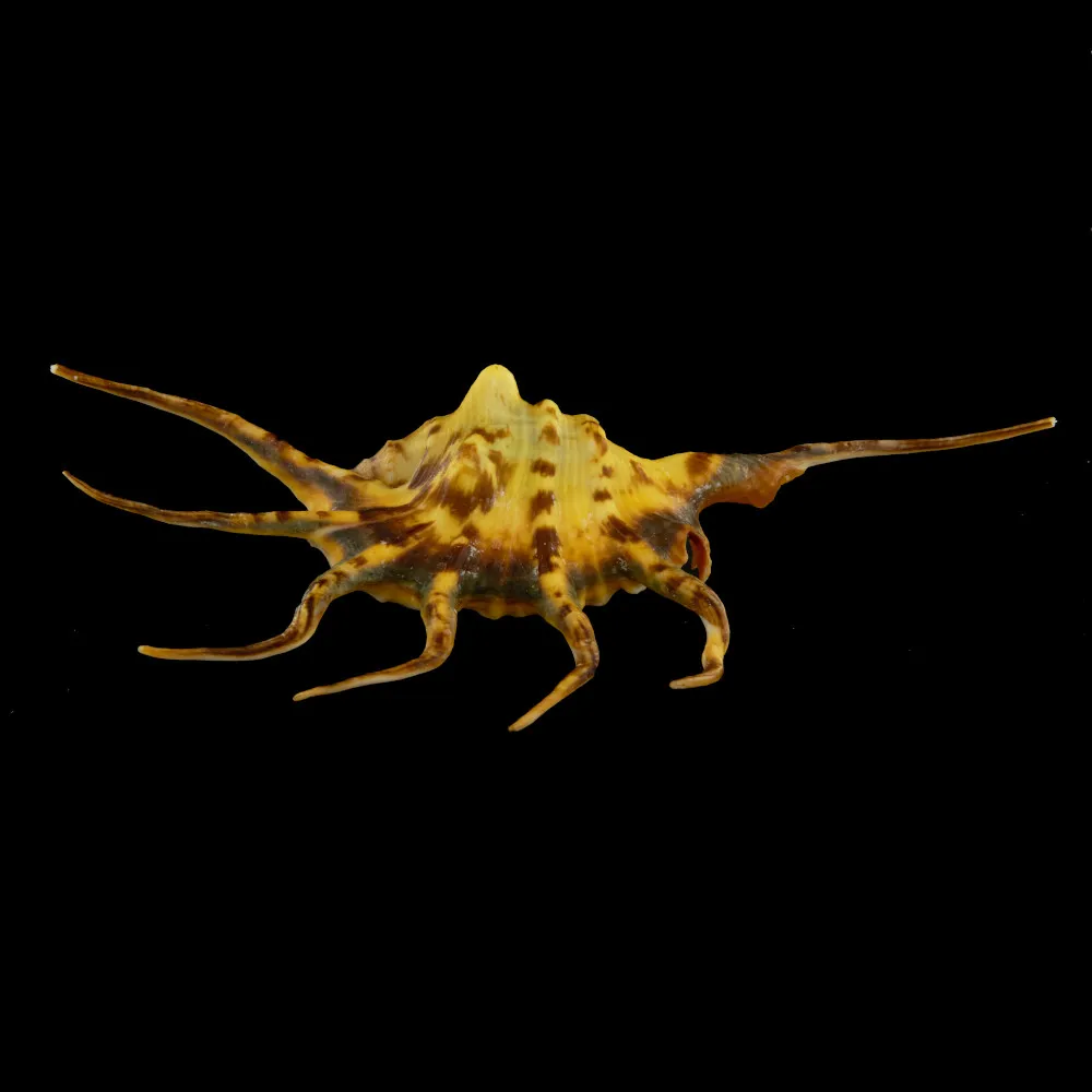 Lambis Crocata