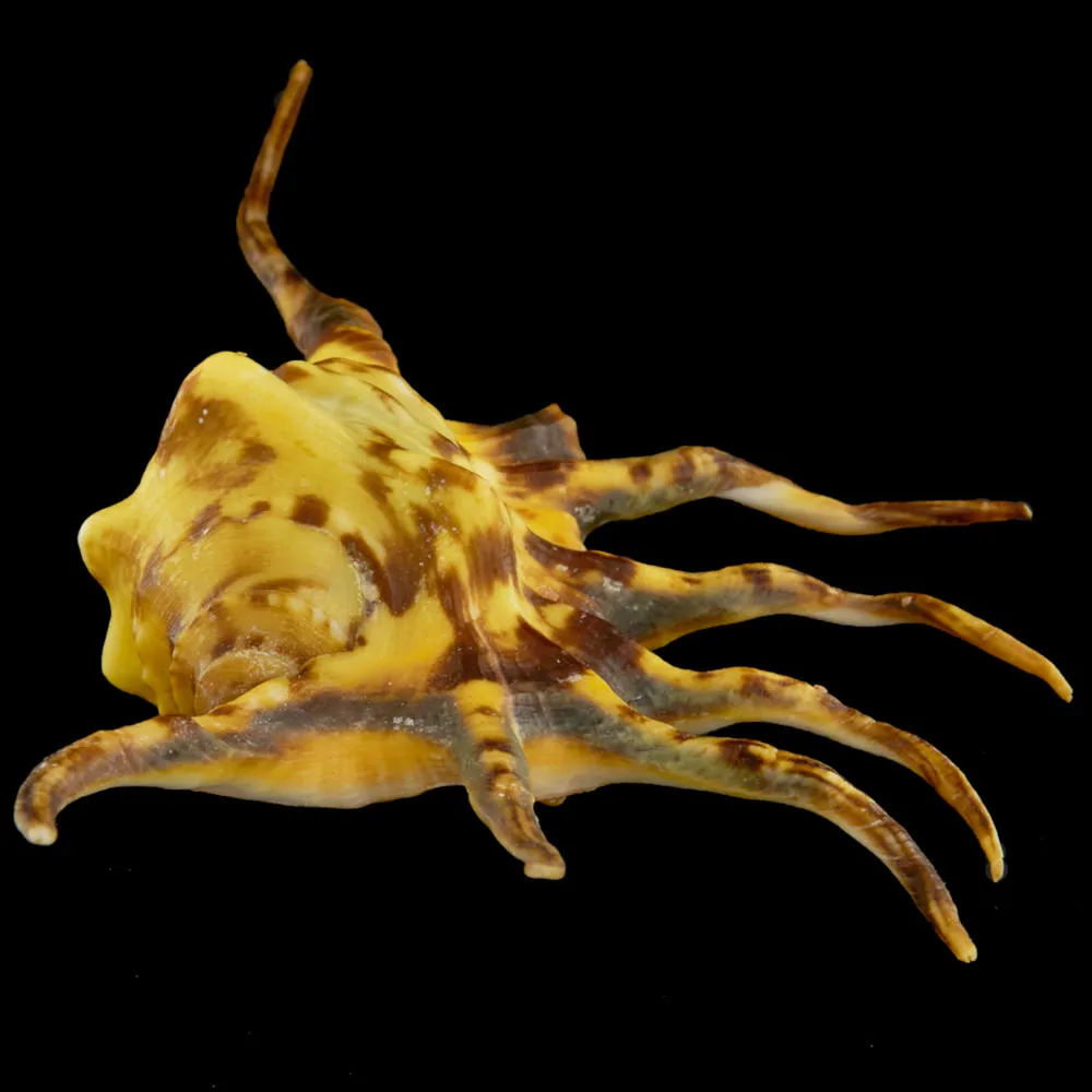 Lambis Crocata