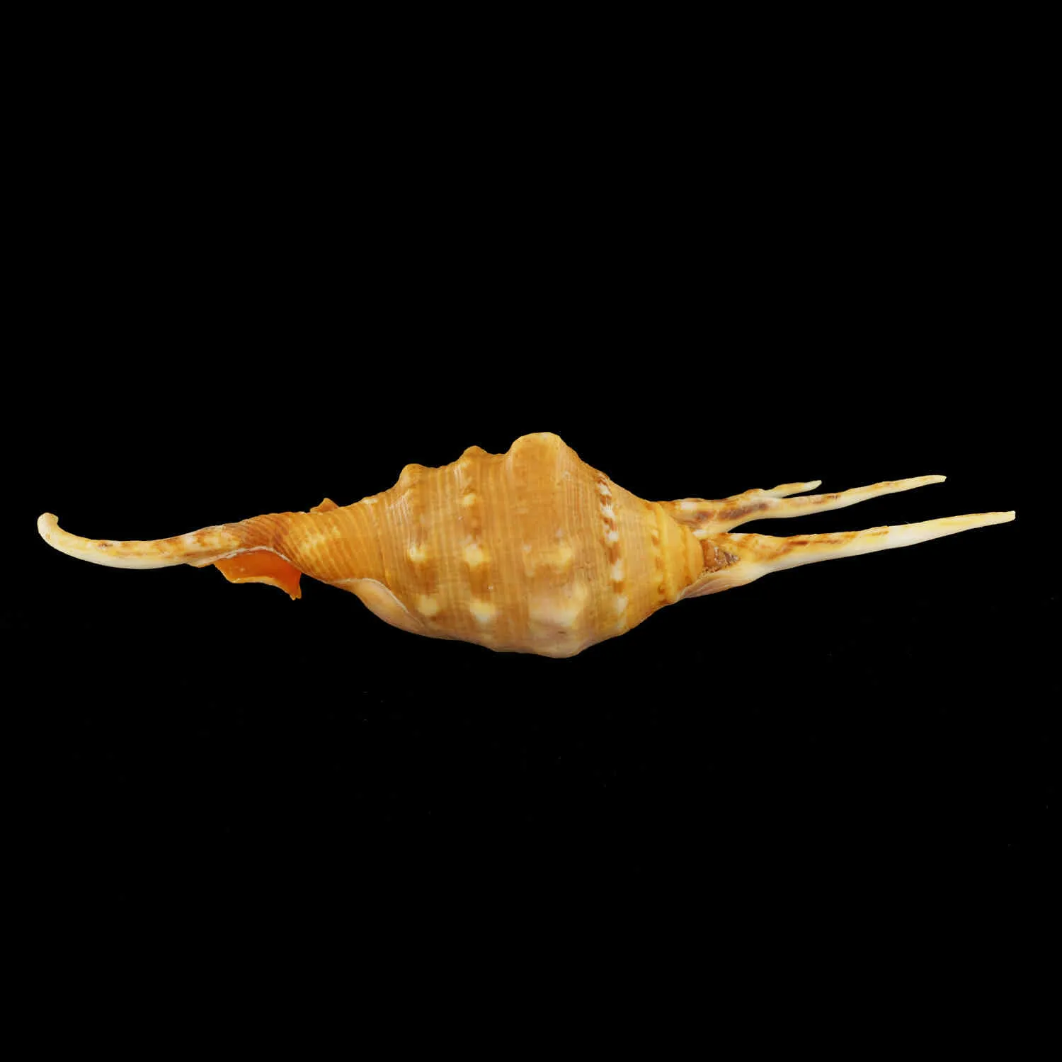 Lambis Crocata