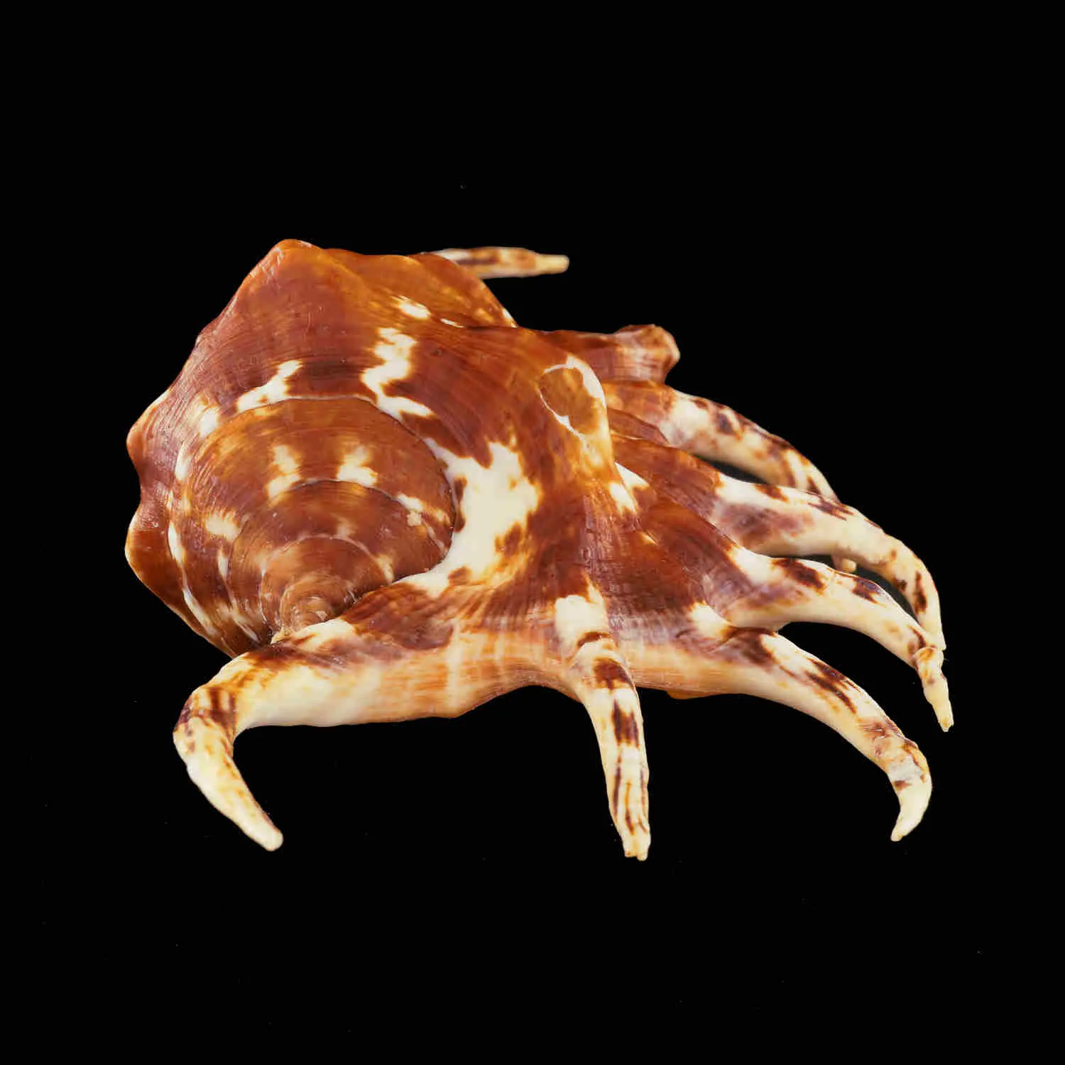 Lambis Crocata
