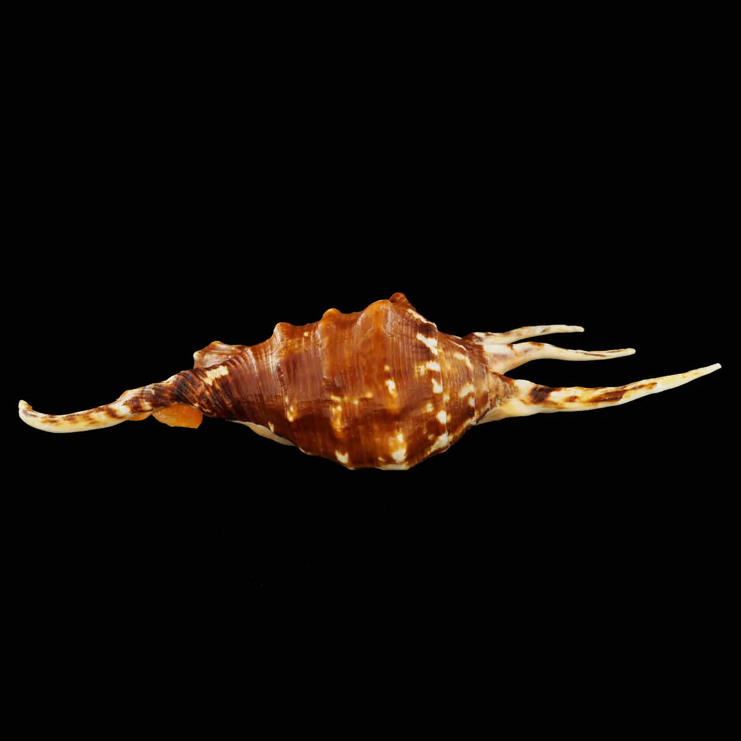 Lambis Crocata