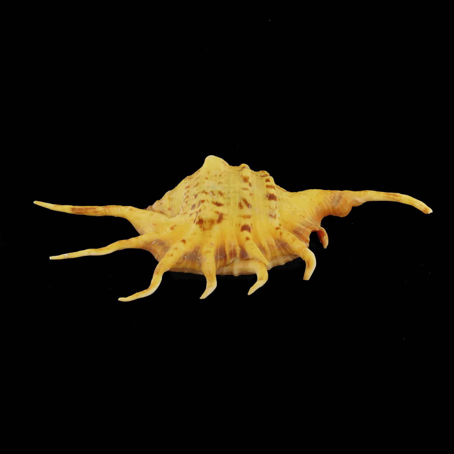 Lambis Crocata