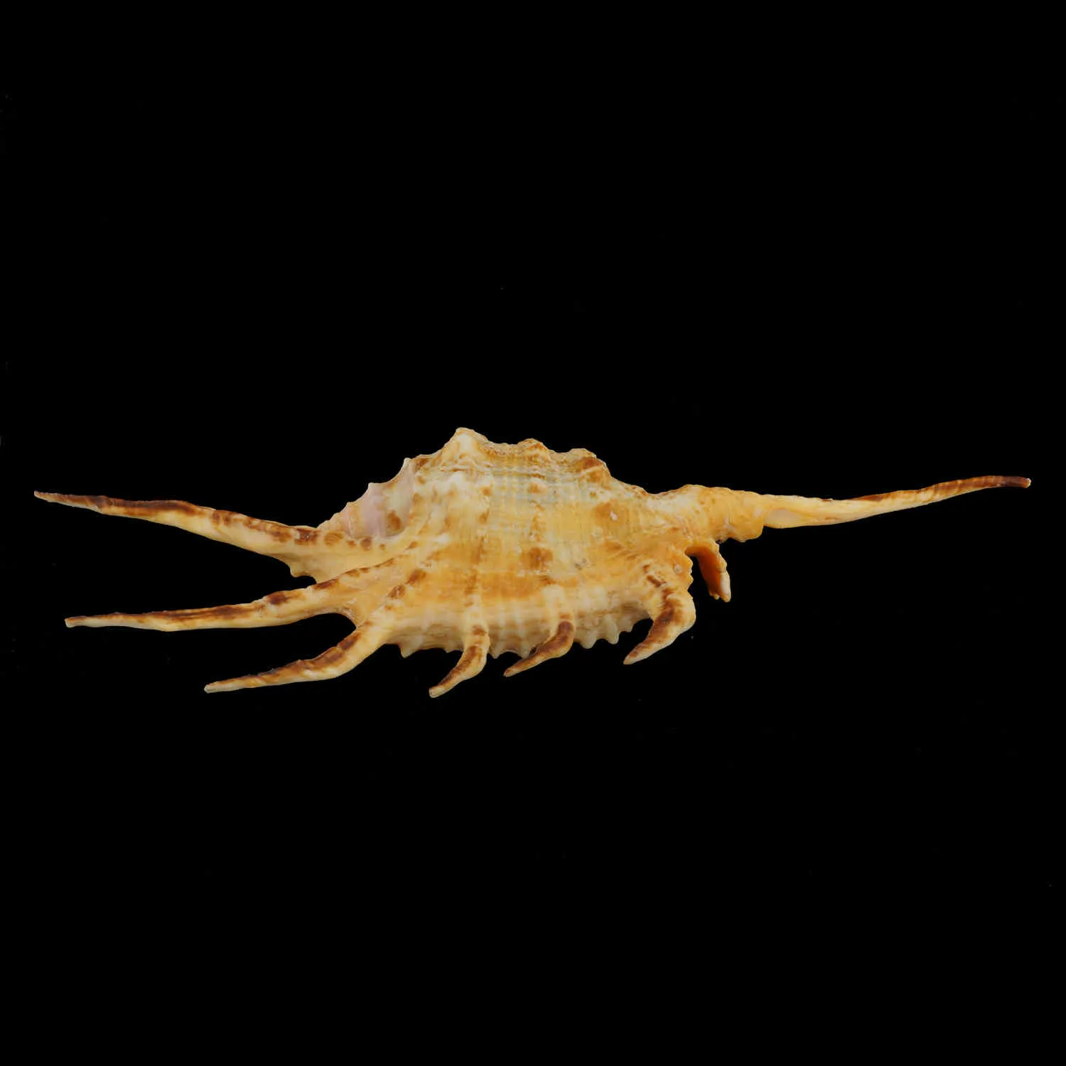 Lambis Scorpius Indomaris