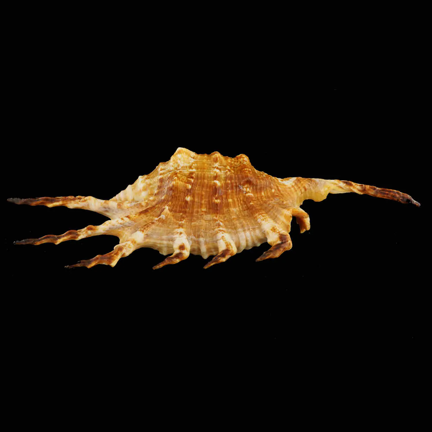 Lambis Scorpius Indomaris