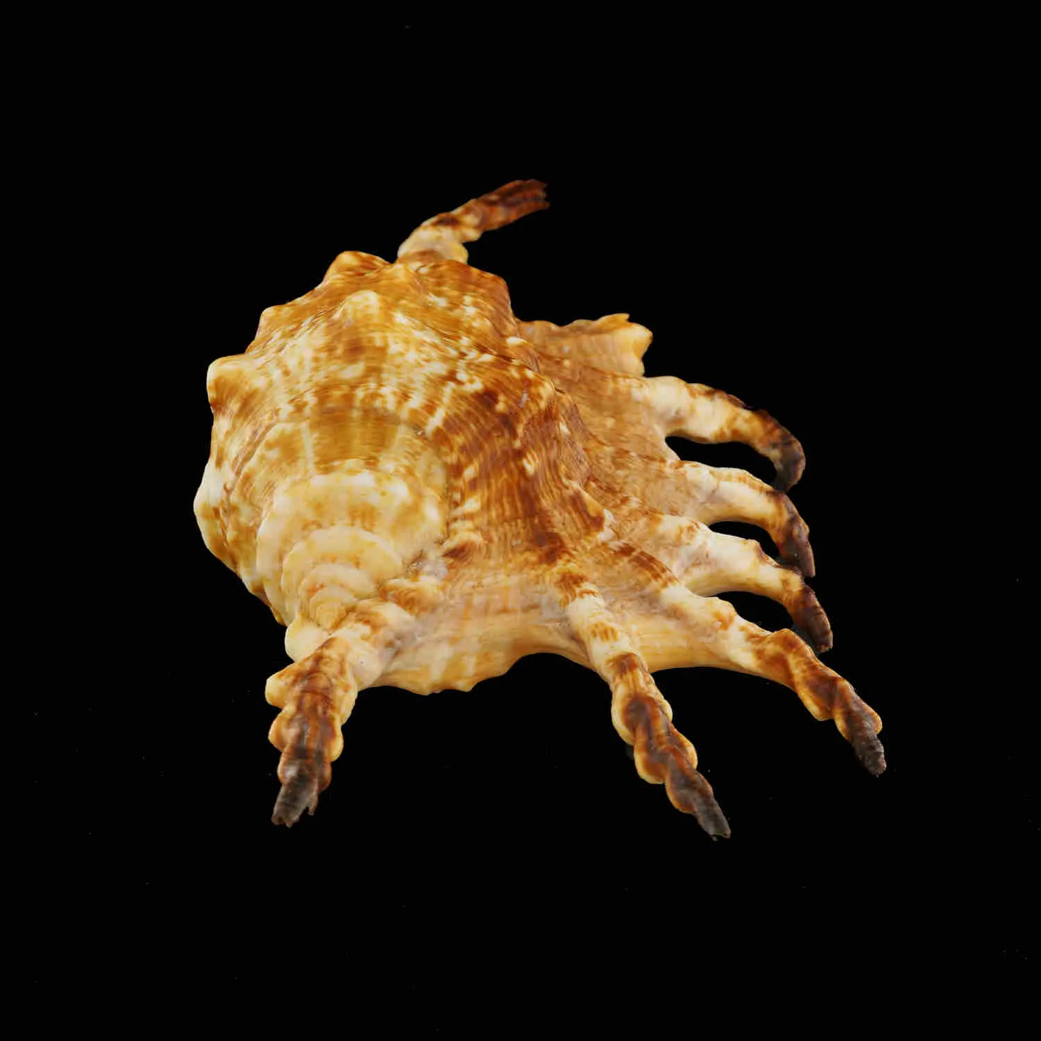 Lambis Scorpius Indomaris
