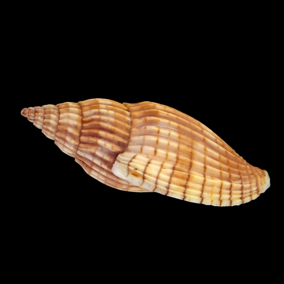 Lyria Delessertiana