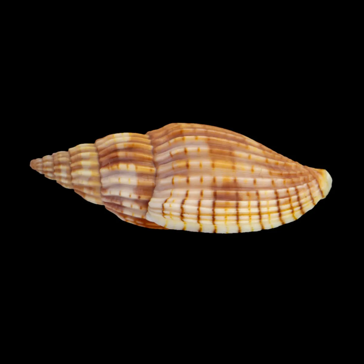 Lyria Delessertiana