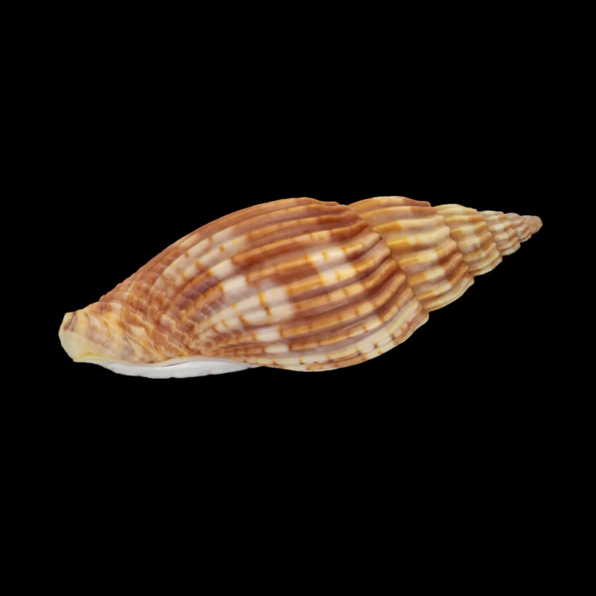 Lyria Delessertiana