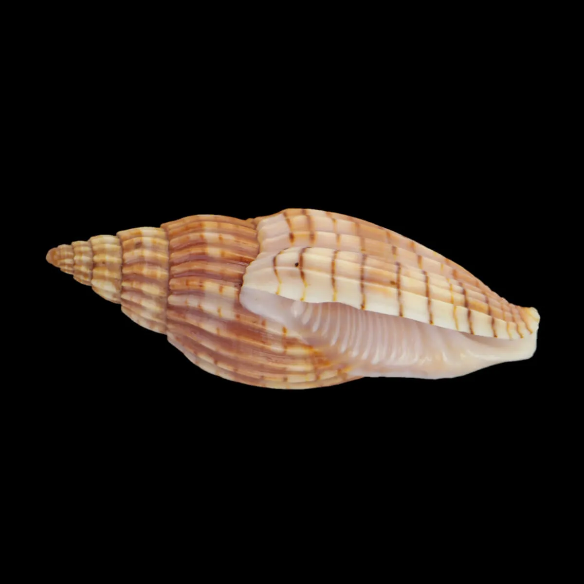 Lyria Delessertiana