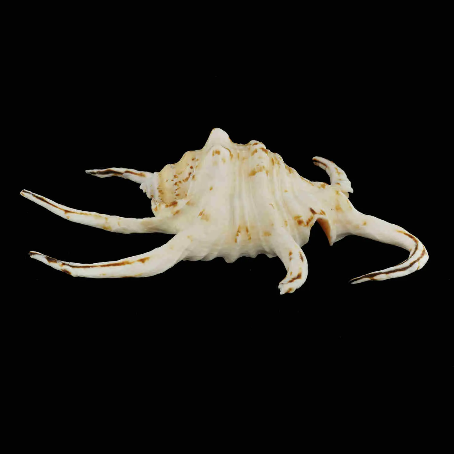 Harpago Chiragra