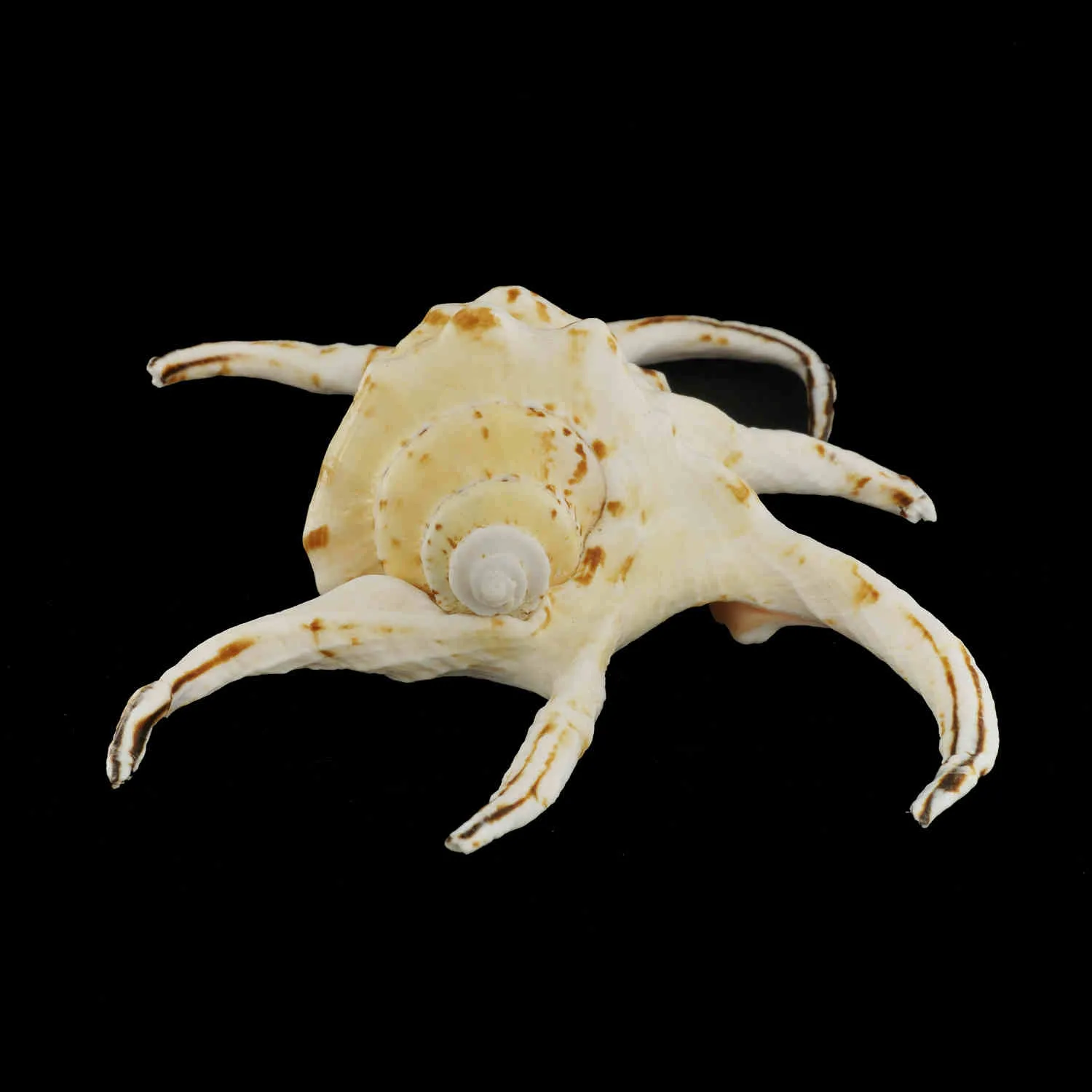 Harpago Chiragra
