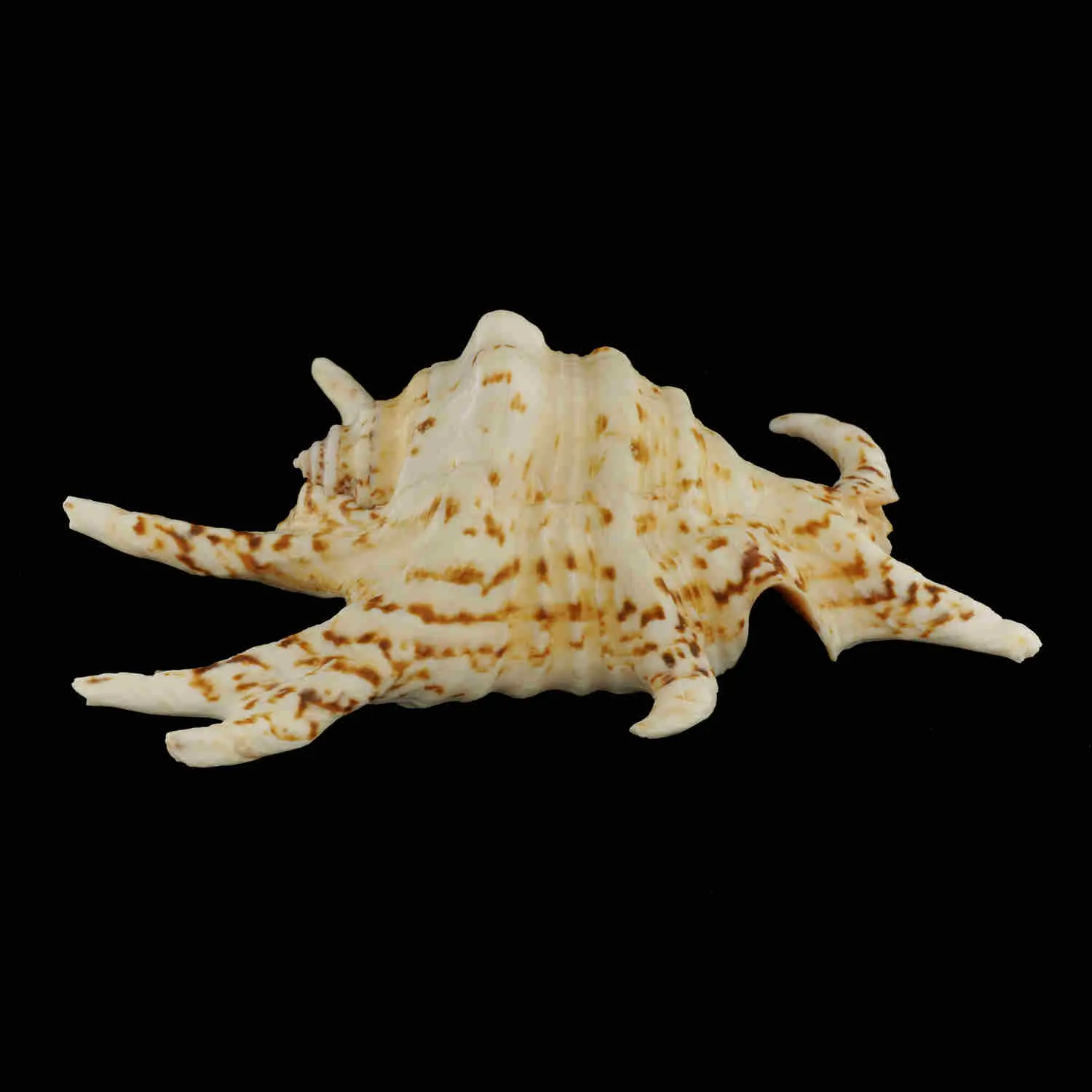 Harpago Chiragra
