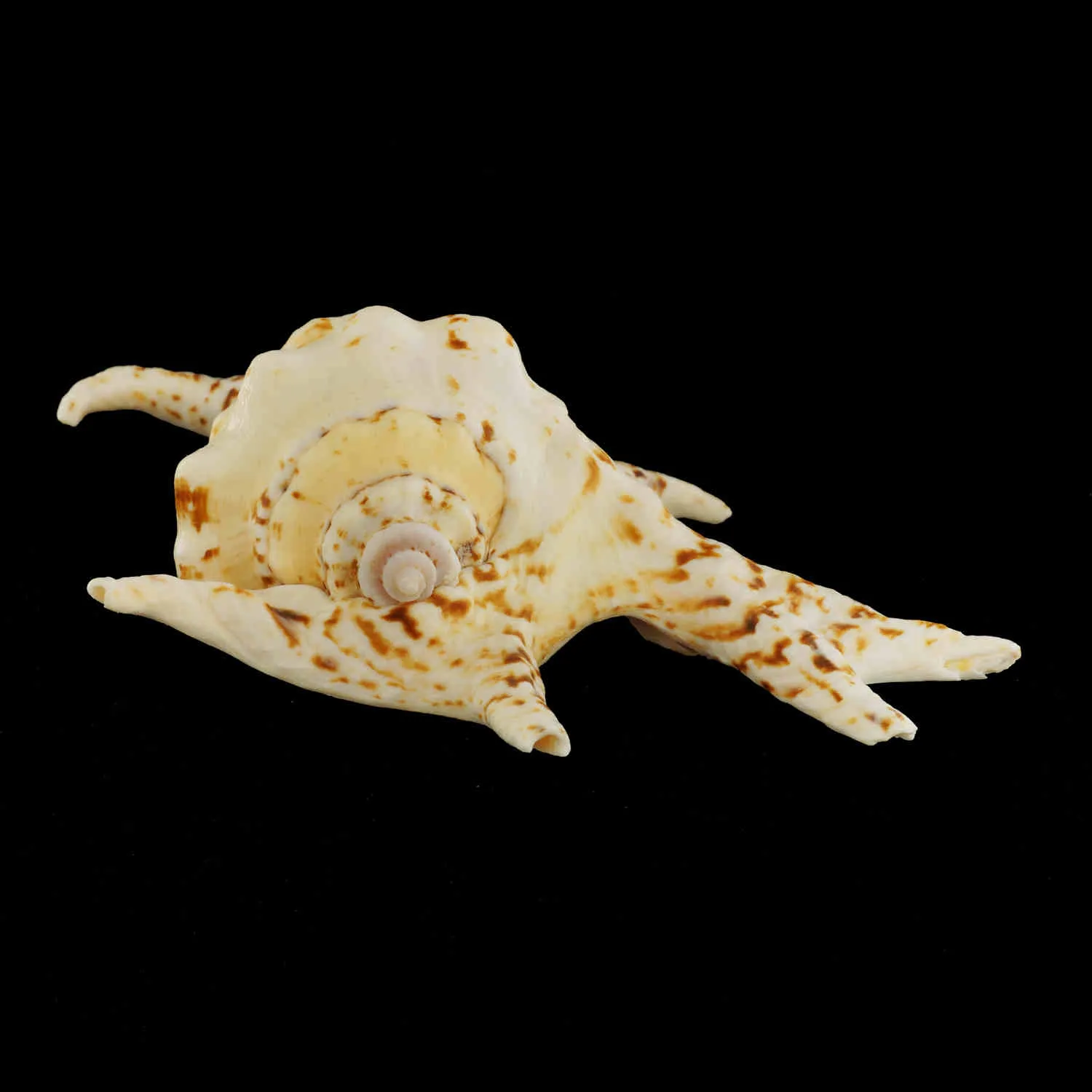 Harpago Chiragra