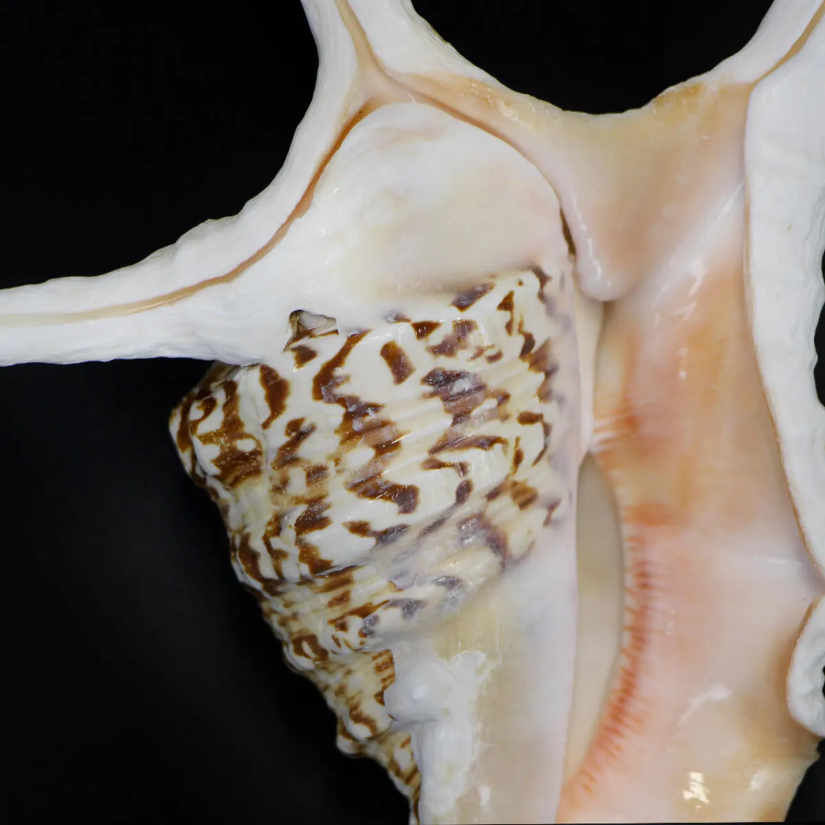 Harpago Chiragra