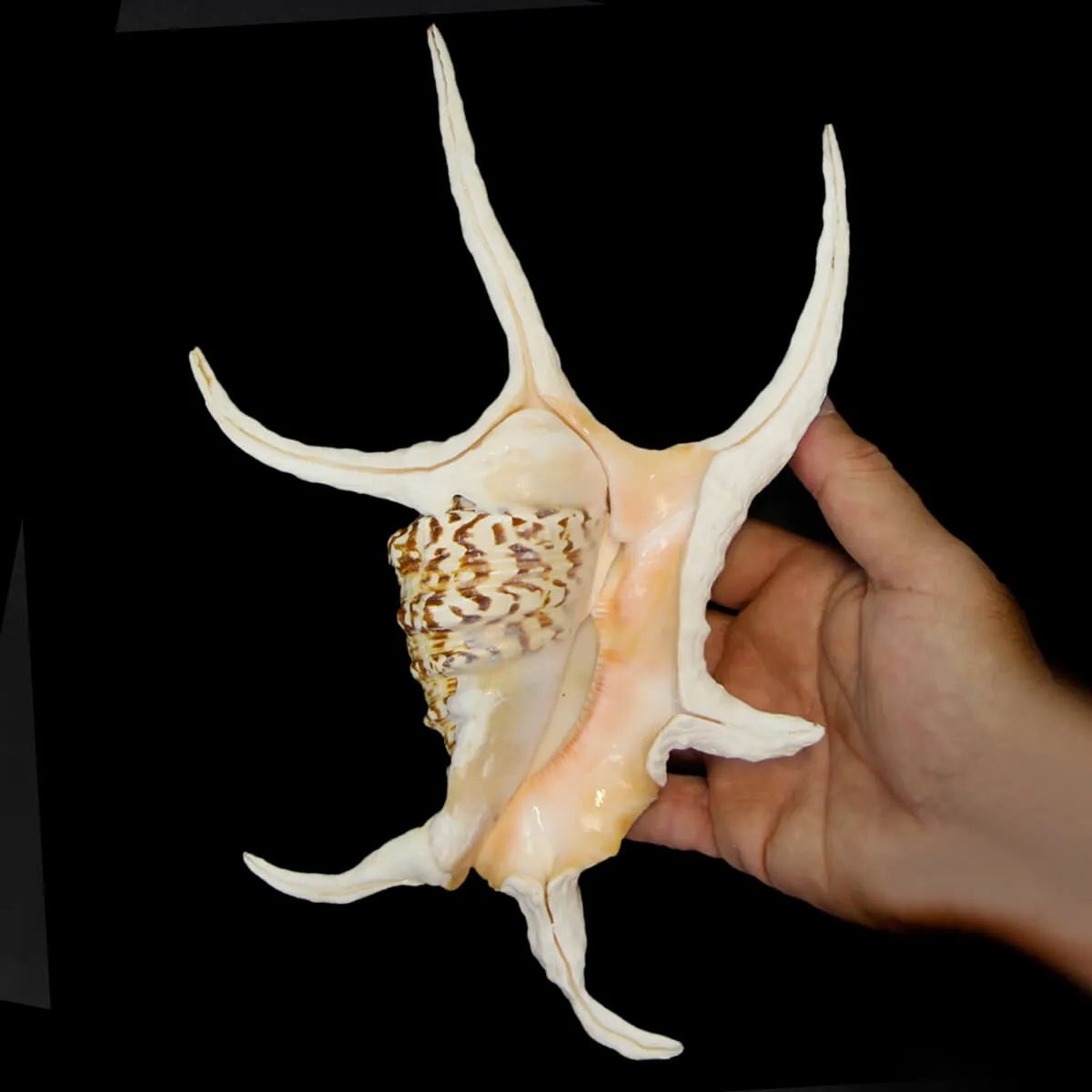 Harpago Chiragra