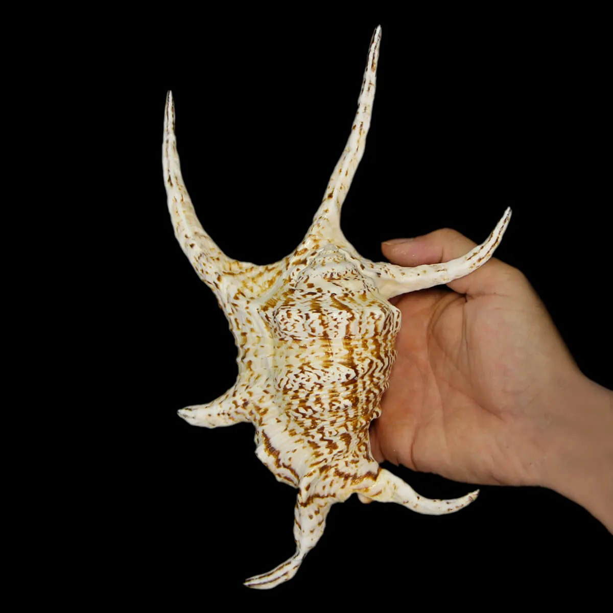 Harpago Chiragra